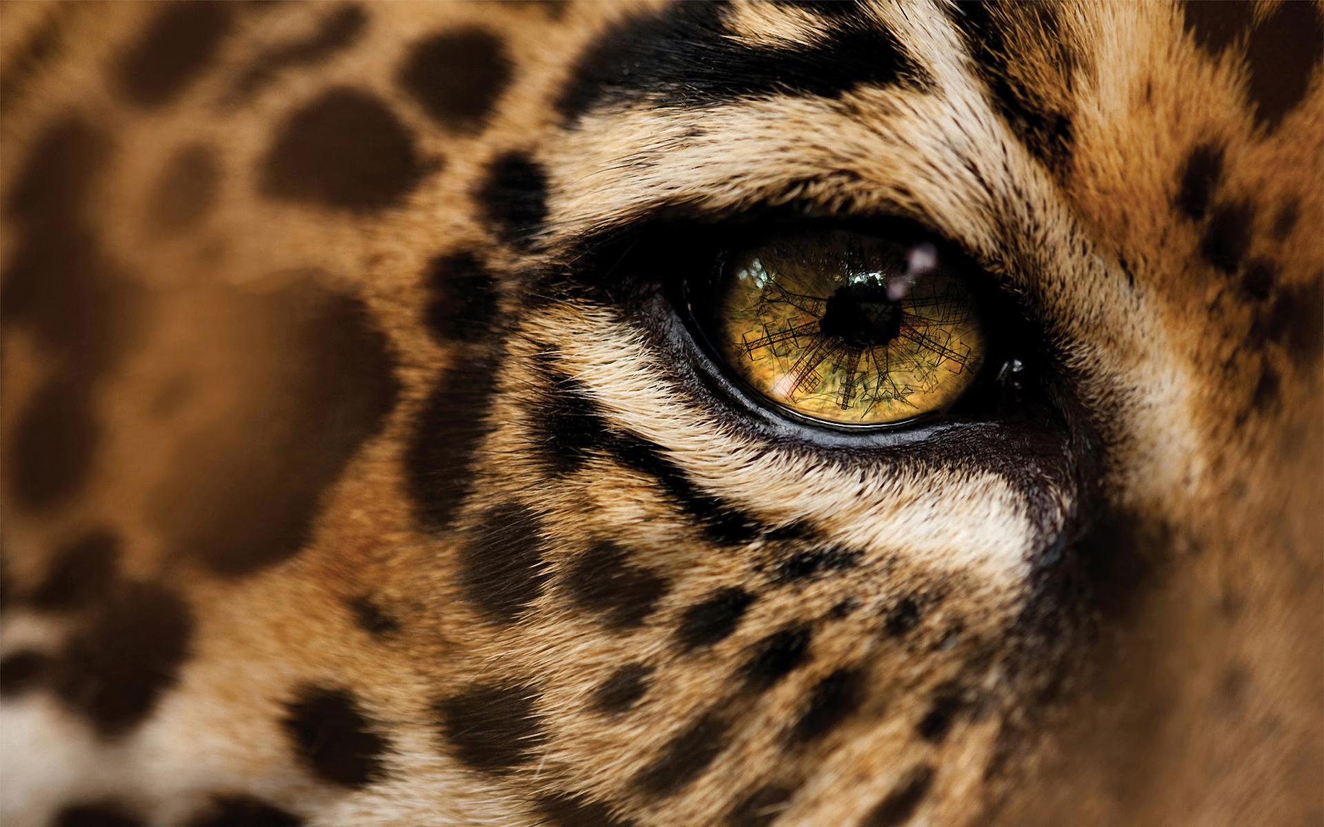 jaguar, animal, cats High Definition image