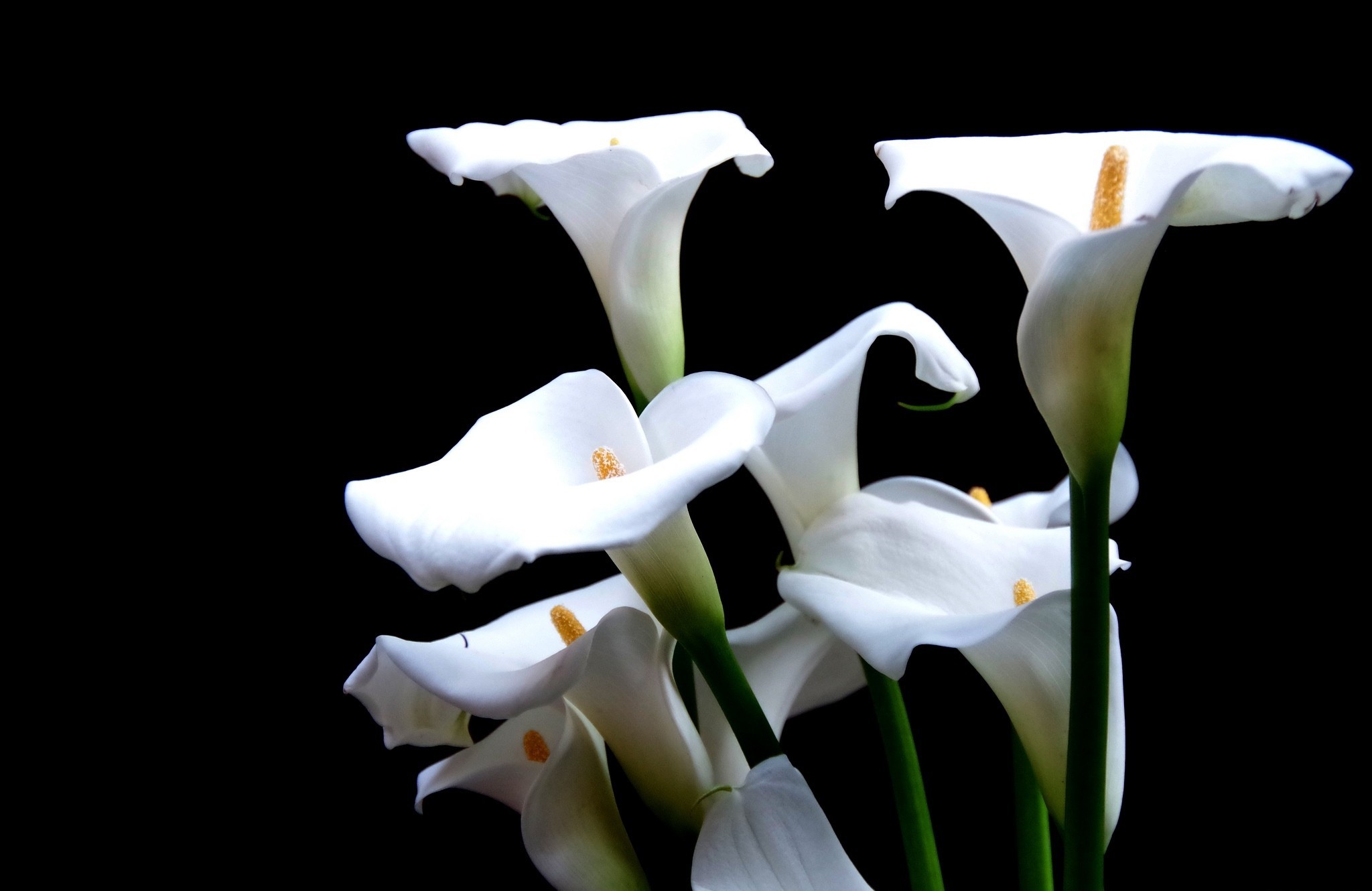 calla lily, lily, earth, calla, flower, flowers