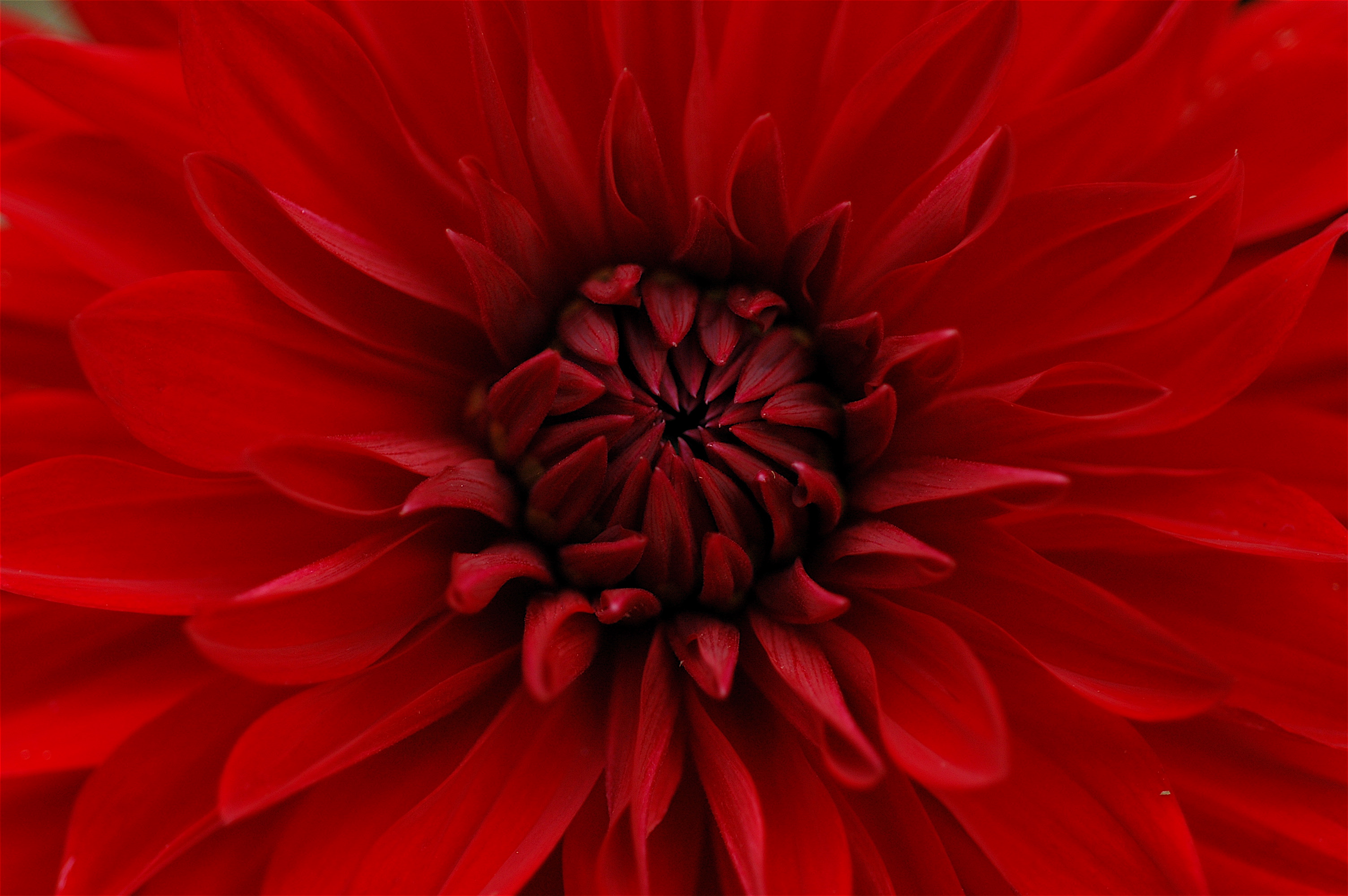 Laden Sie das Dahlie, Dahlia, Blumen, Blütenblätter, Nahaufnahme-Bild kostenlos auf Ihren PC-Desktop herunter