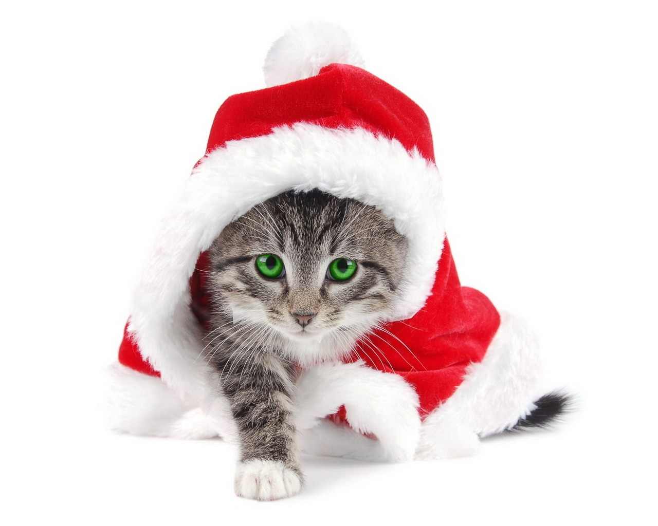 10901 Hintergrundbild herunterladen tiere, katzen, weihnachten, neujahr, feiertage - Bildschirmschoner und Bilder kostenlos