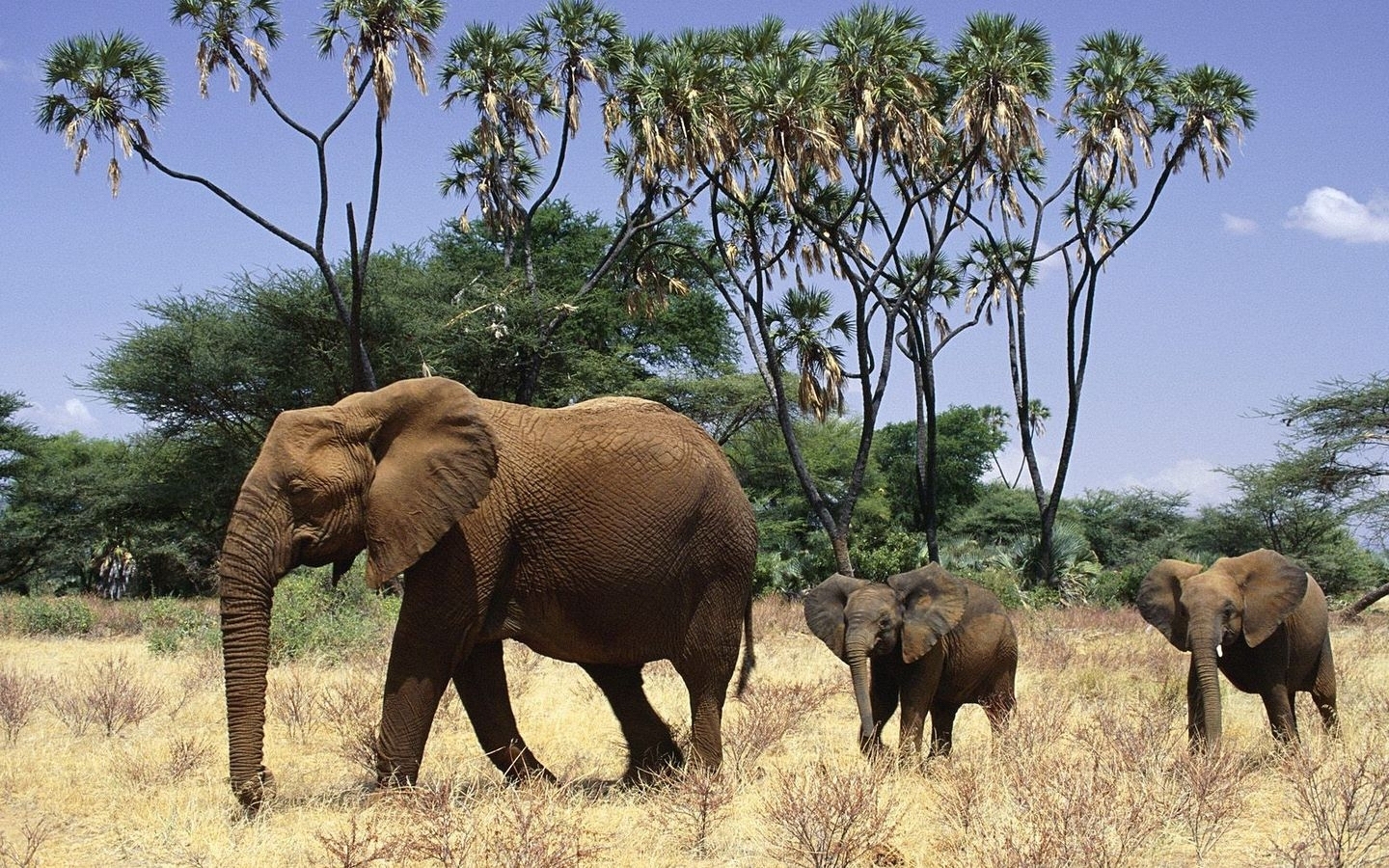 Download mobile wallpaper Animals, Elephants for free.