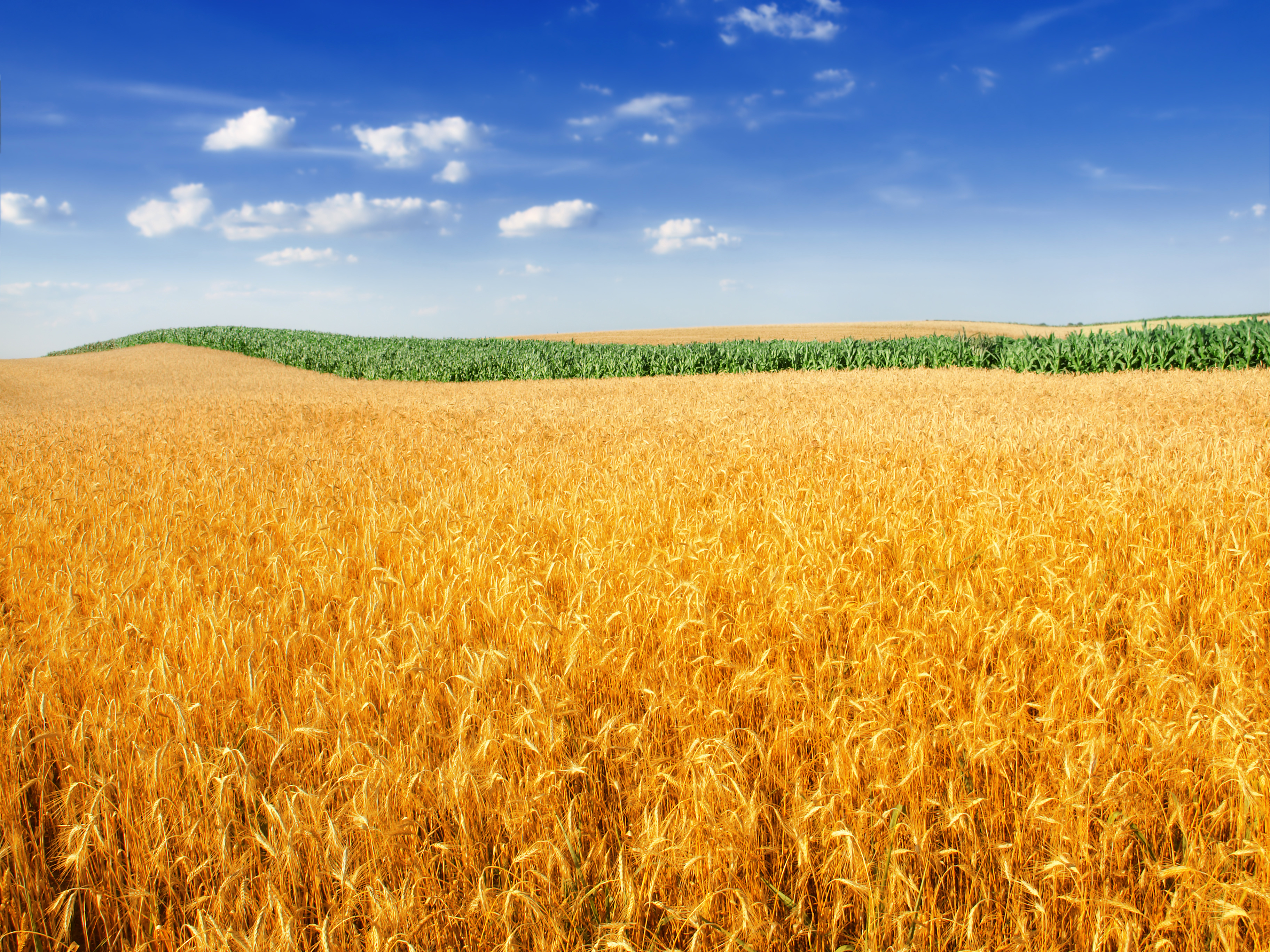 Пшеничная поля в казакистана