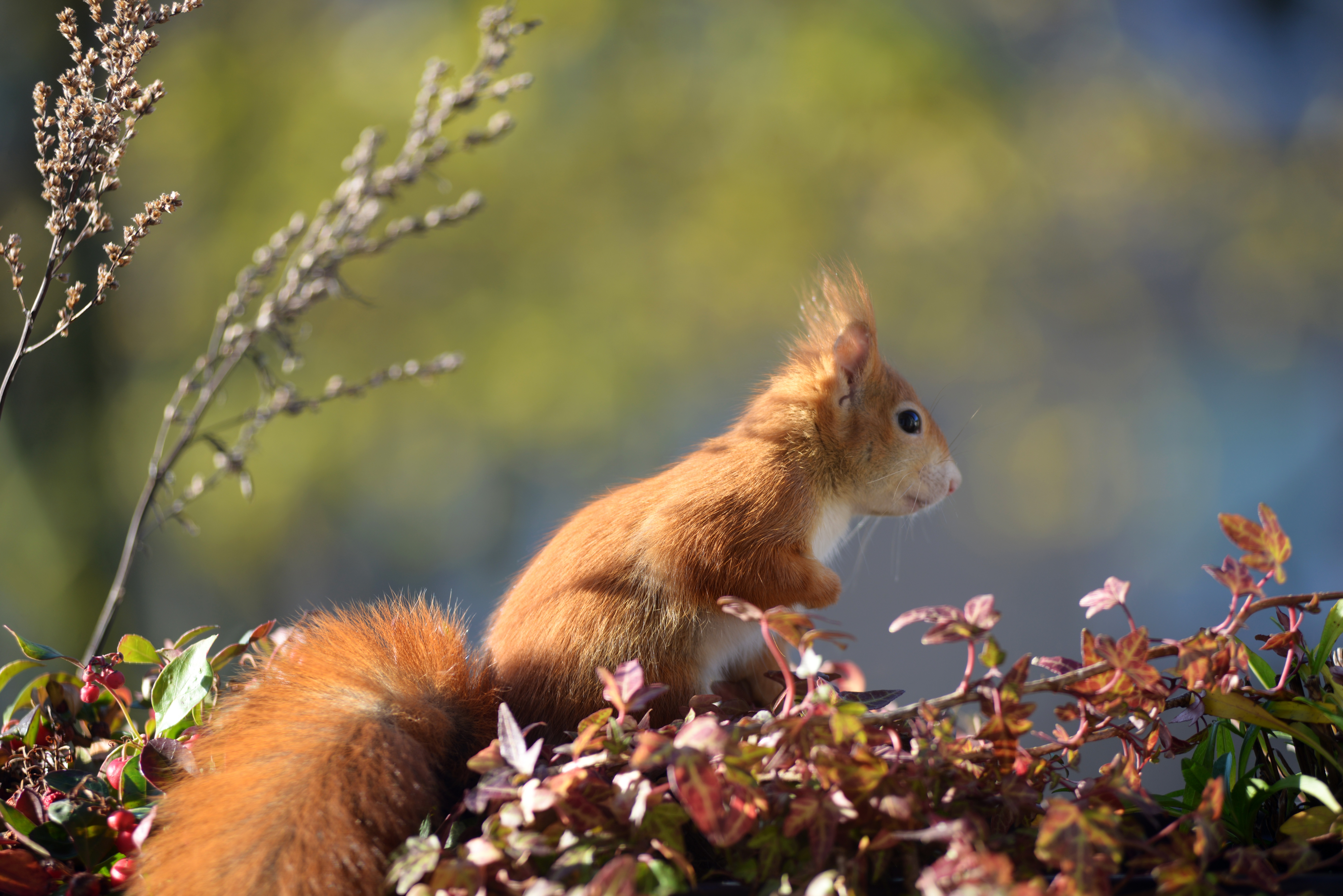 Free download wallpaper Animals, Animal, Squirrel, Foliage on your PC desktop