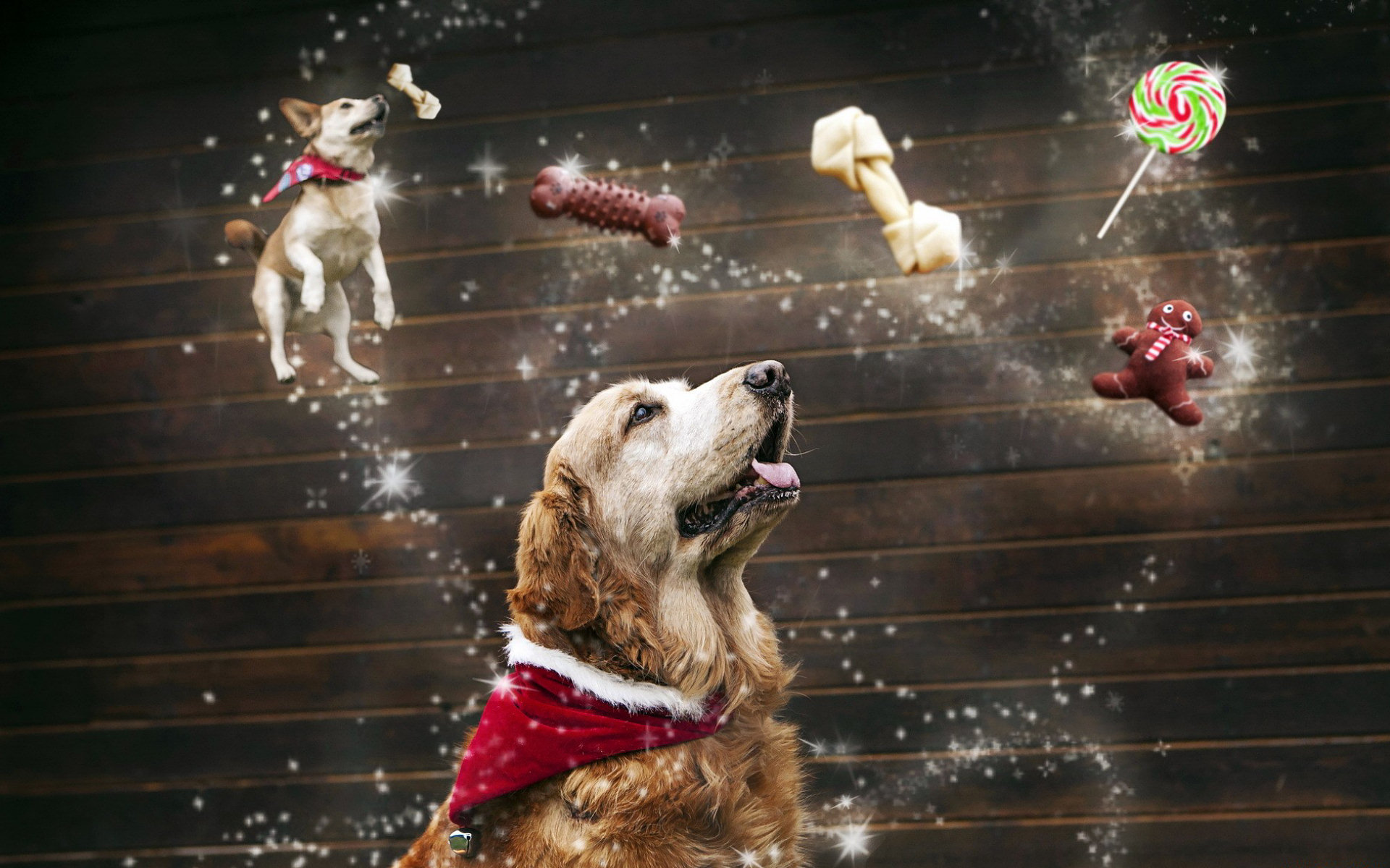 О чем мечтает собака. Новогодняя собака. Новый год животные. Новогодний баннер с животными. Новогодний щенок.
