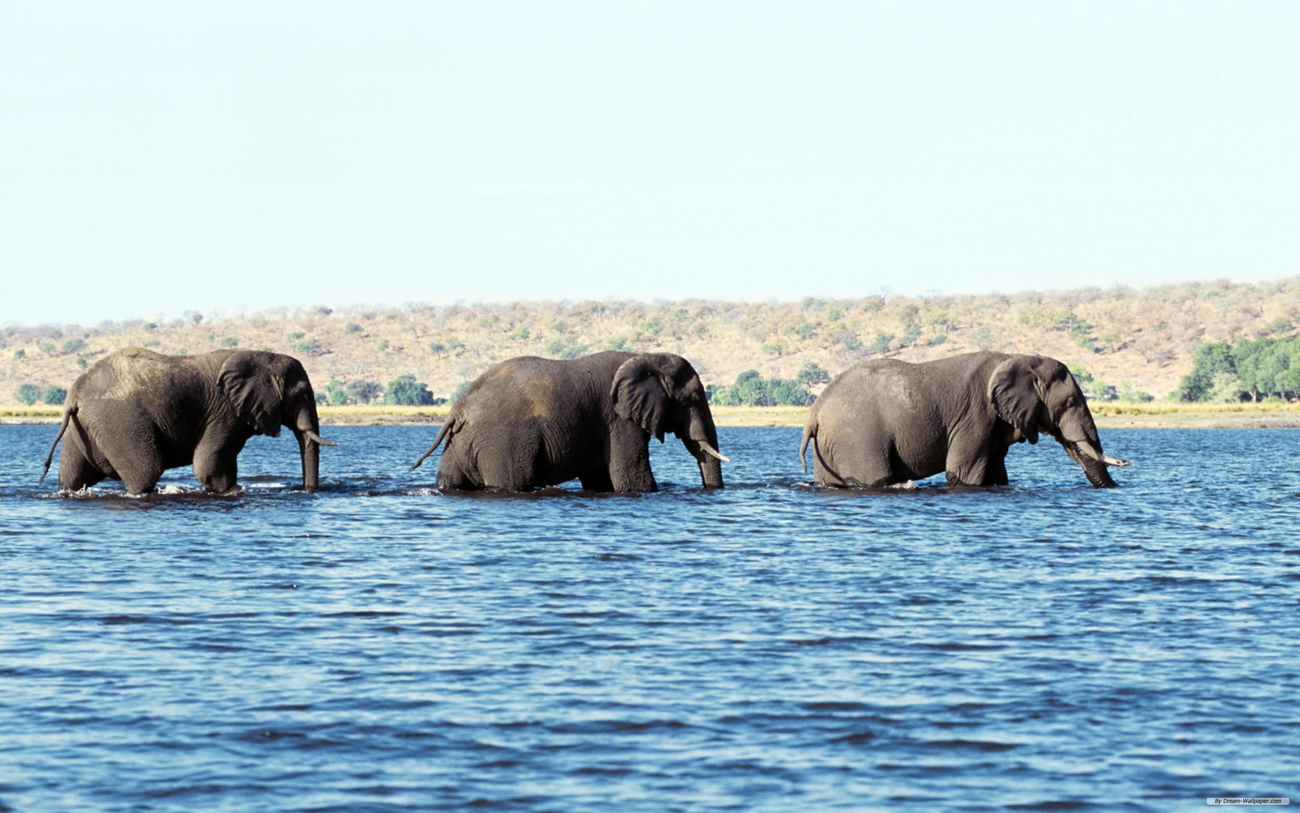 Elephant river. Слоны. Слоны в воде. Слоны на водопое. Слон река.