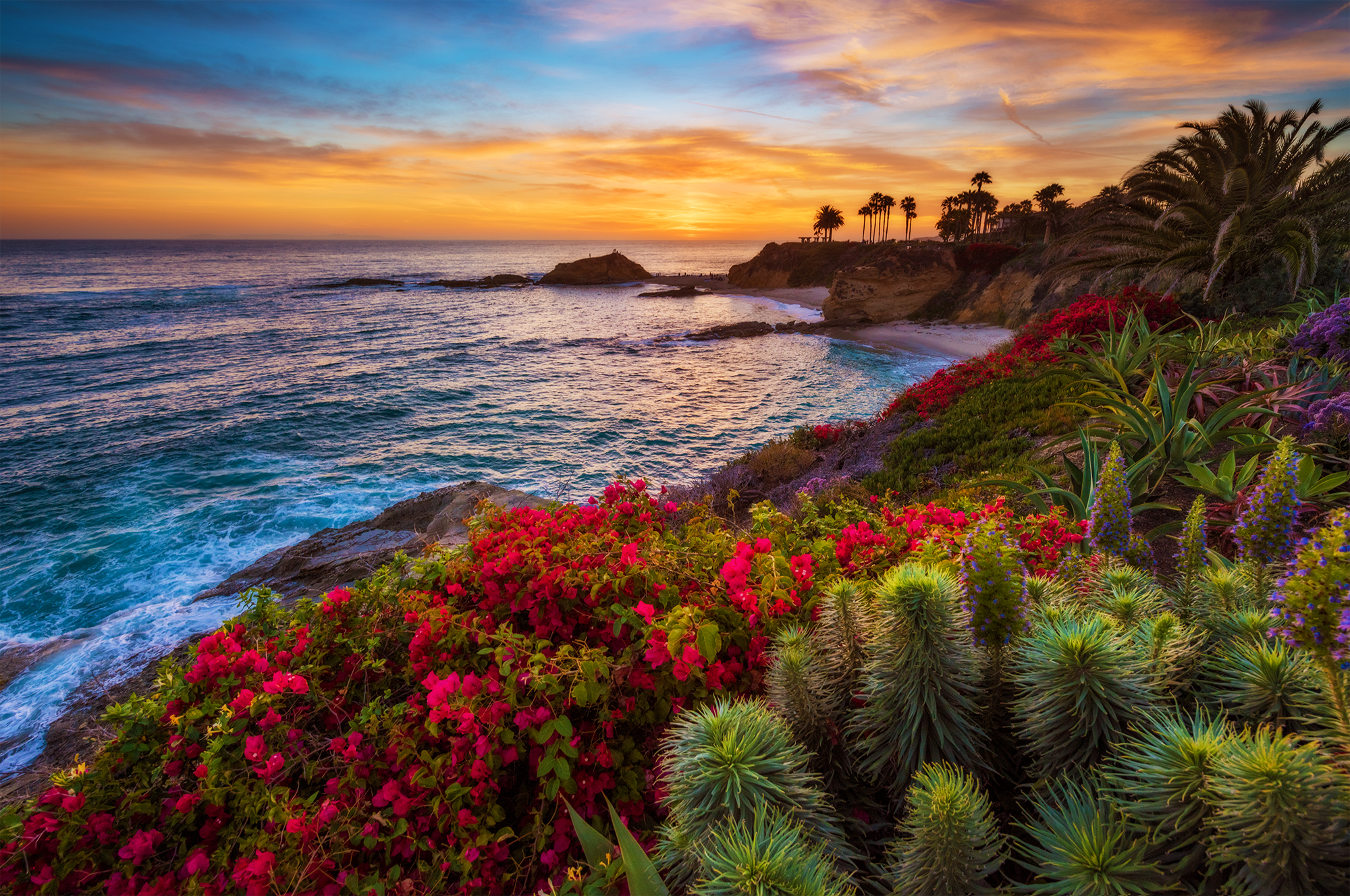 Яркие цветы на море. Лагуна-Бич Калифорния. Калифорния пляж Лагуна Бич. Калифорния Гавайи. Гавайи Багамы.