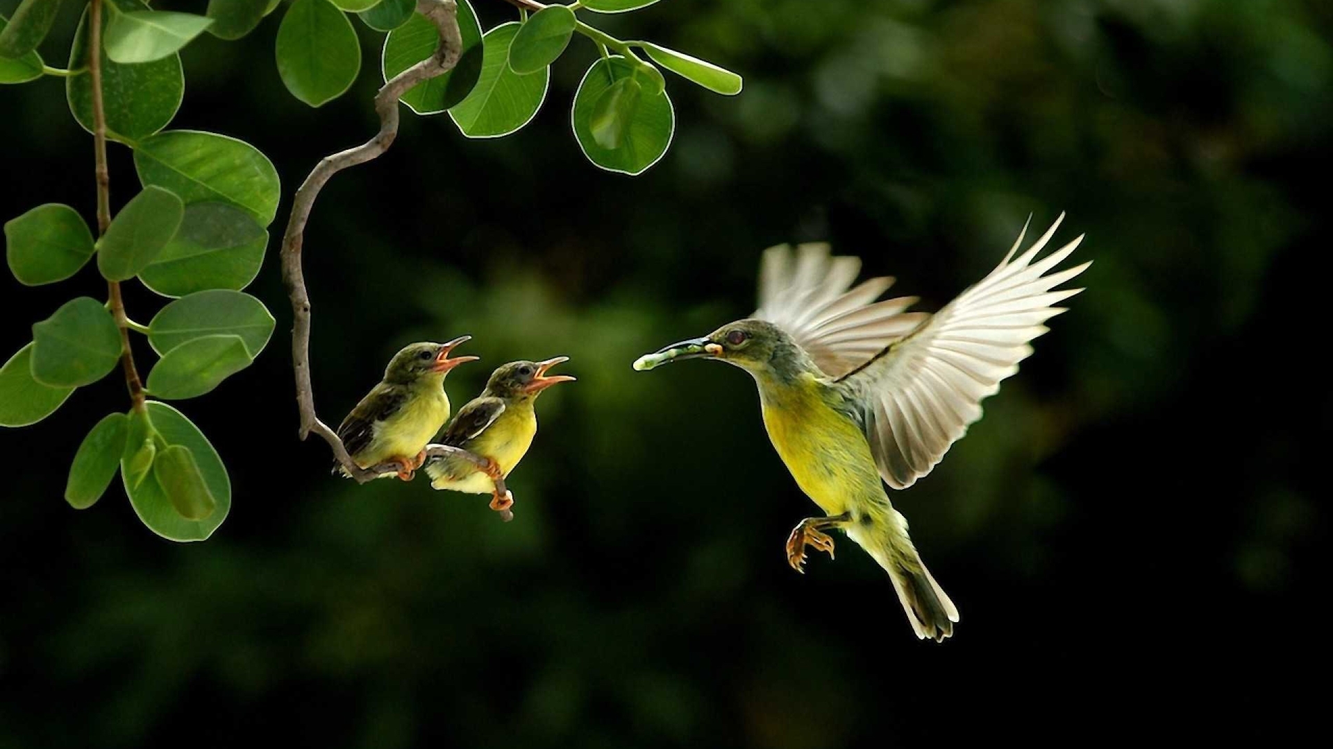 320030 скачать обои колибри, животные, птицы - заставки и картинки бесплатно