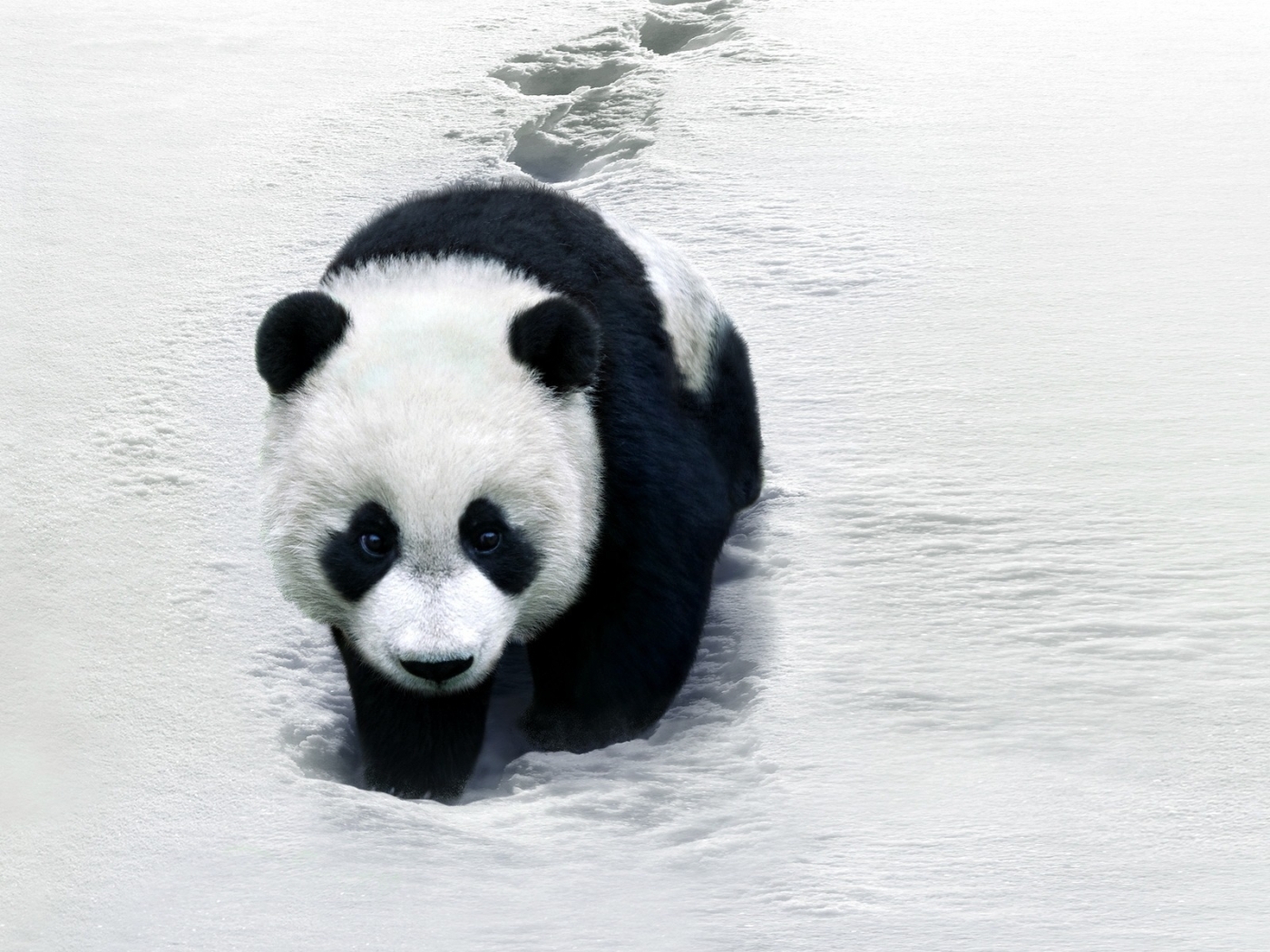 Download mobile wallpaper Animals, Pandas for free.