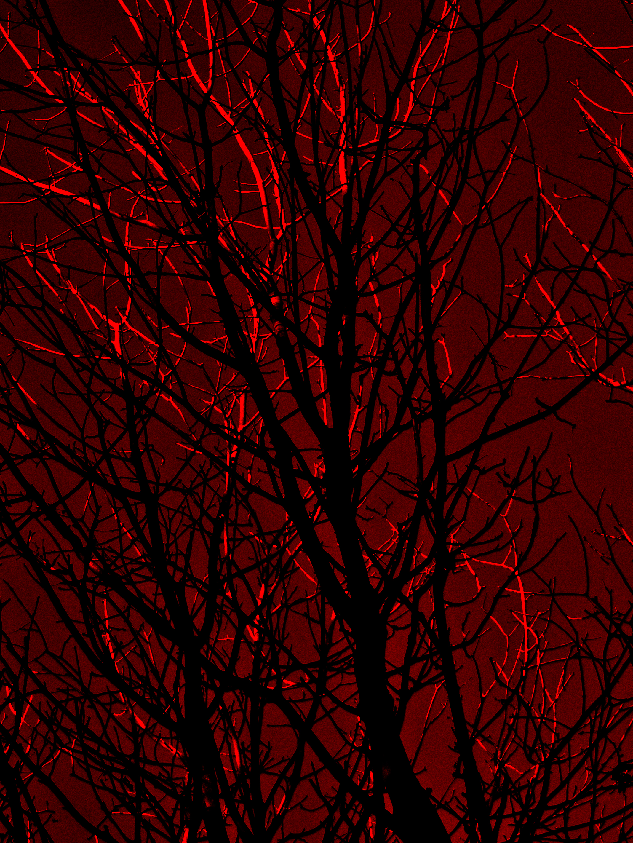 red, branches, dark, trees, silhouette 1080p