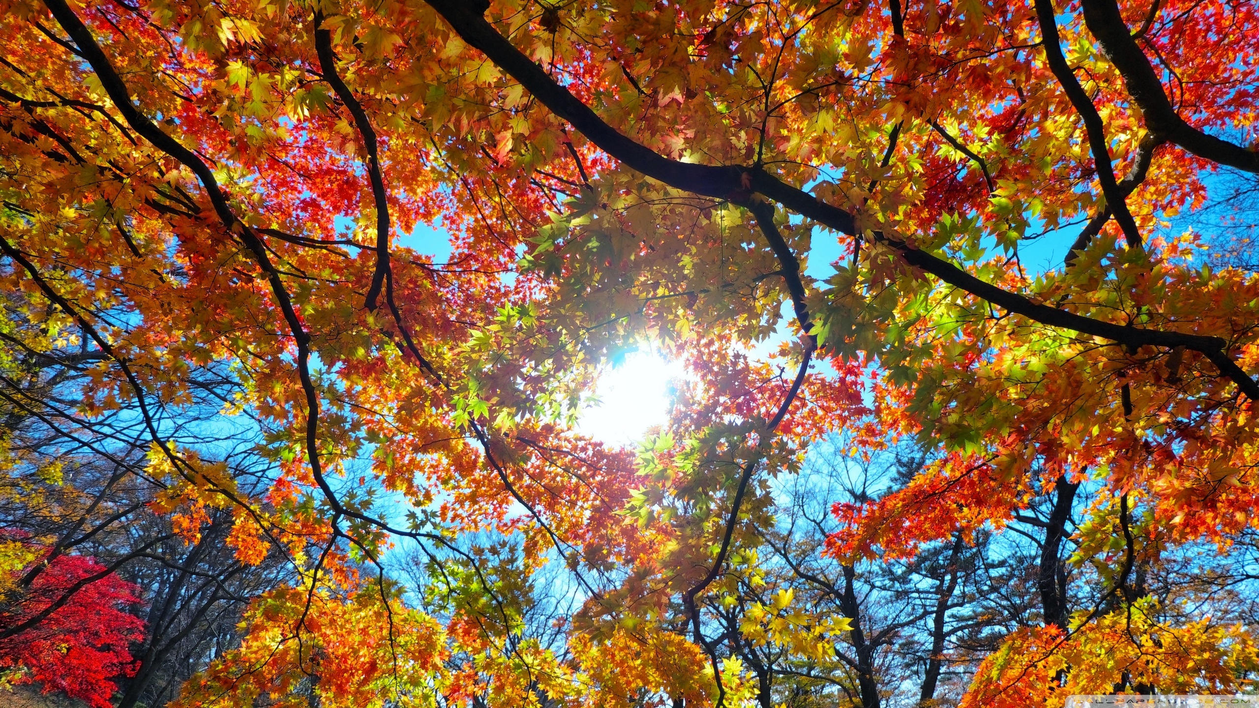 Солнце осенние листья природа