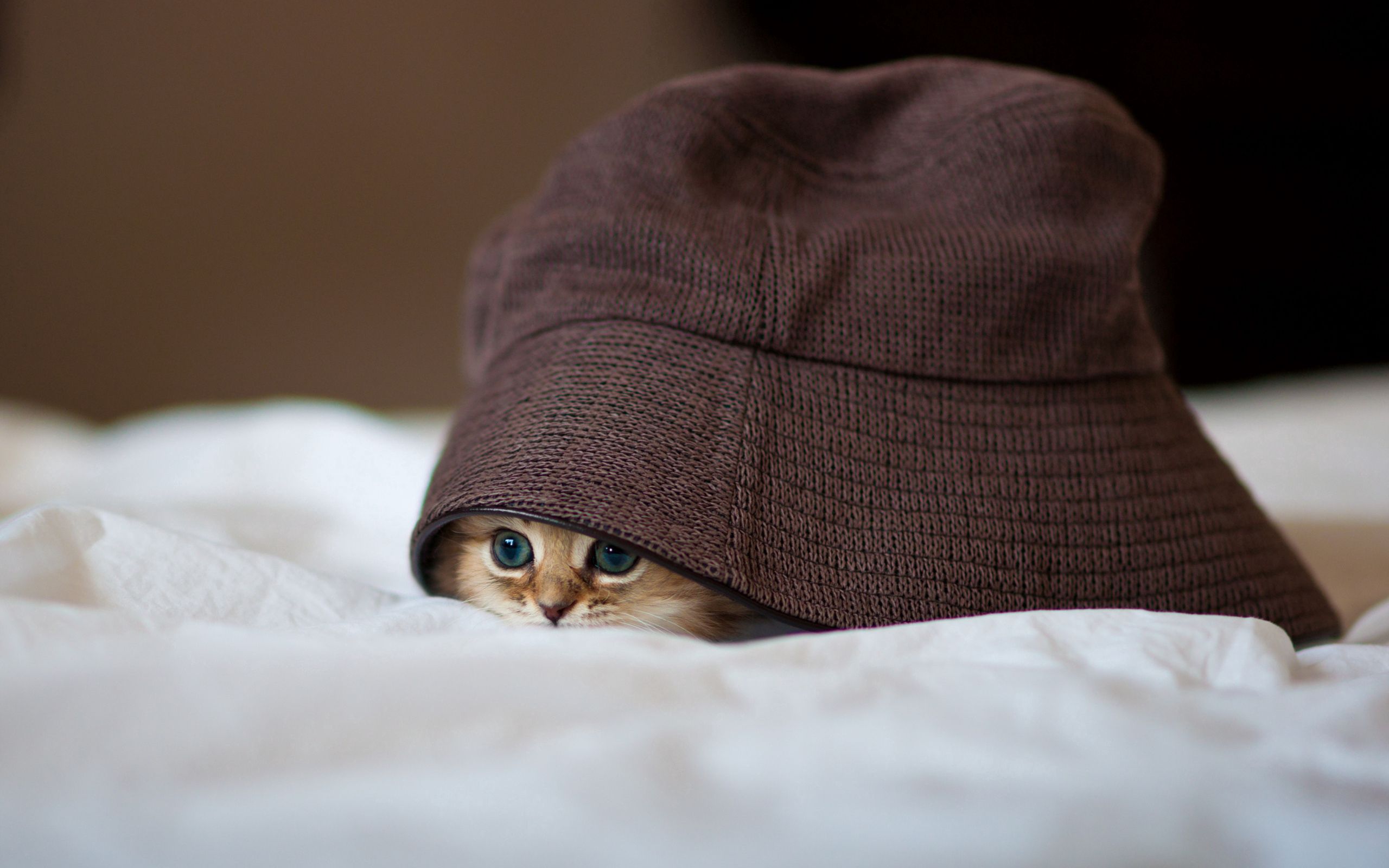 animals, kitty, kitten, hide, hat, peek out, look out