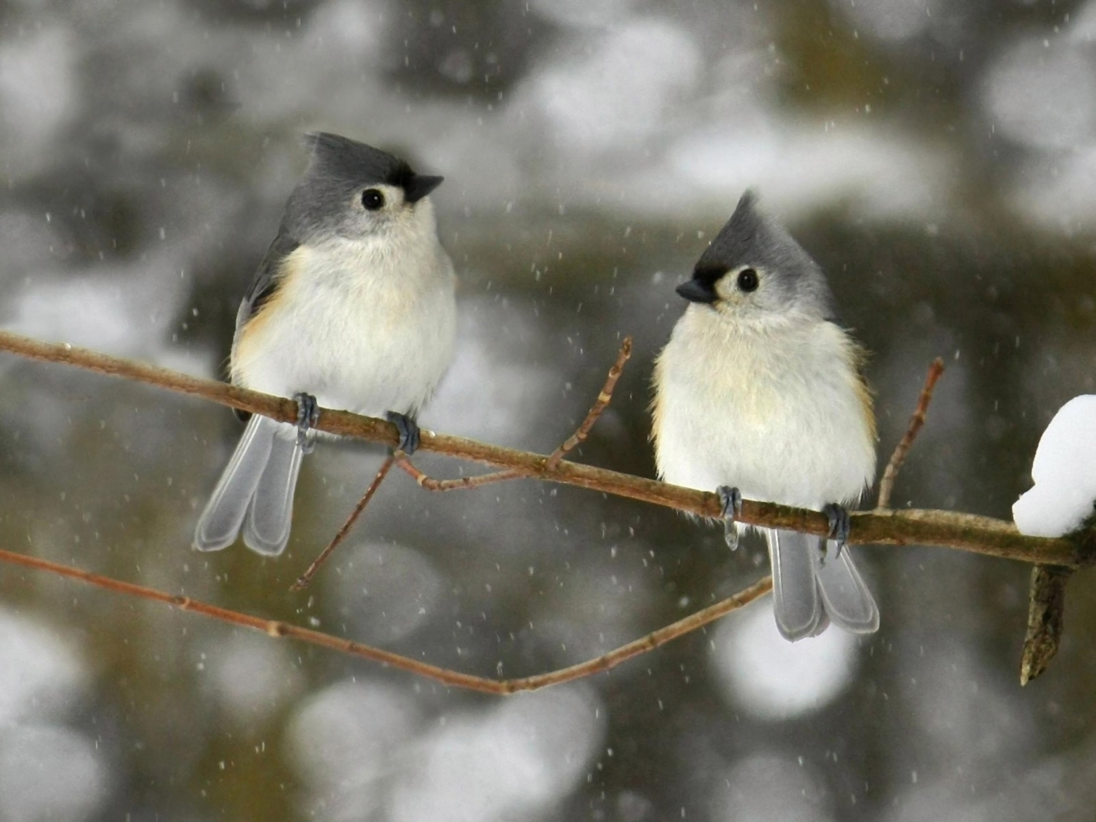 Милые птички зимой