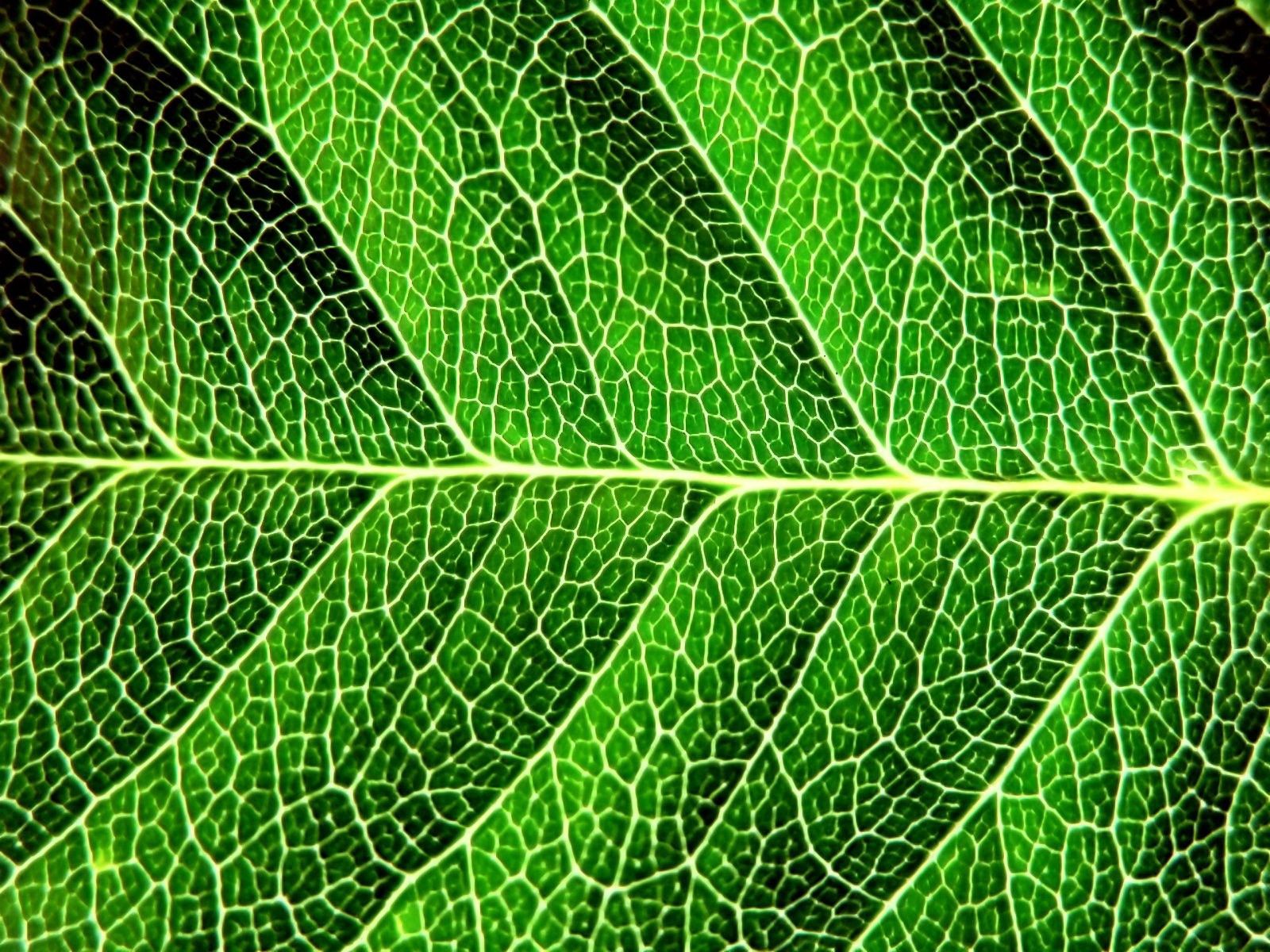 green, macro, sheet, leaf, form, shadow, stripes, streaks, division