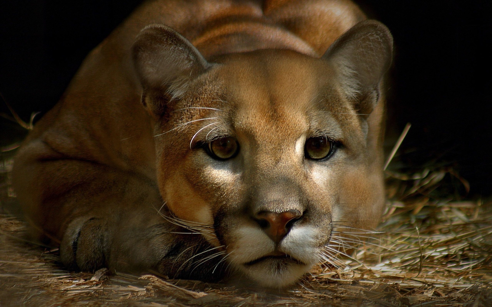 255180 下載圖片 动物, 美洲狮, 猫 - 免費壁紙和屏保