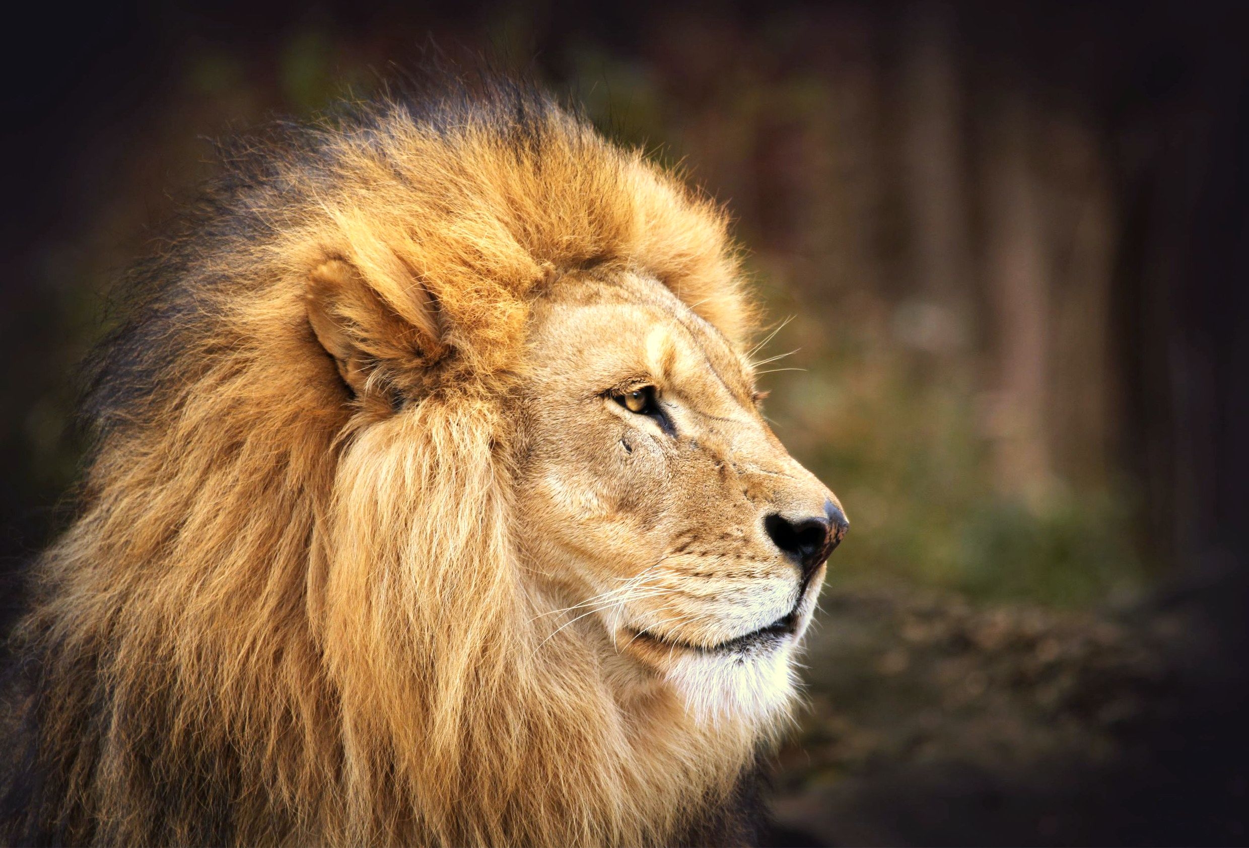 Download mobile wallpaper Muzzle, Mane, Animals, Predator, Big Cat, Lion for free.