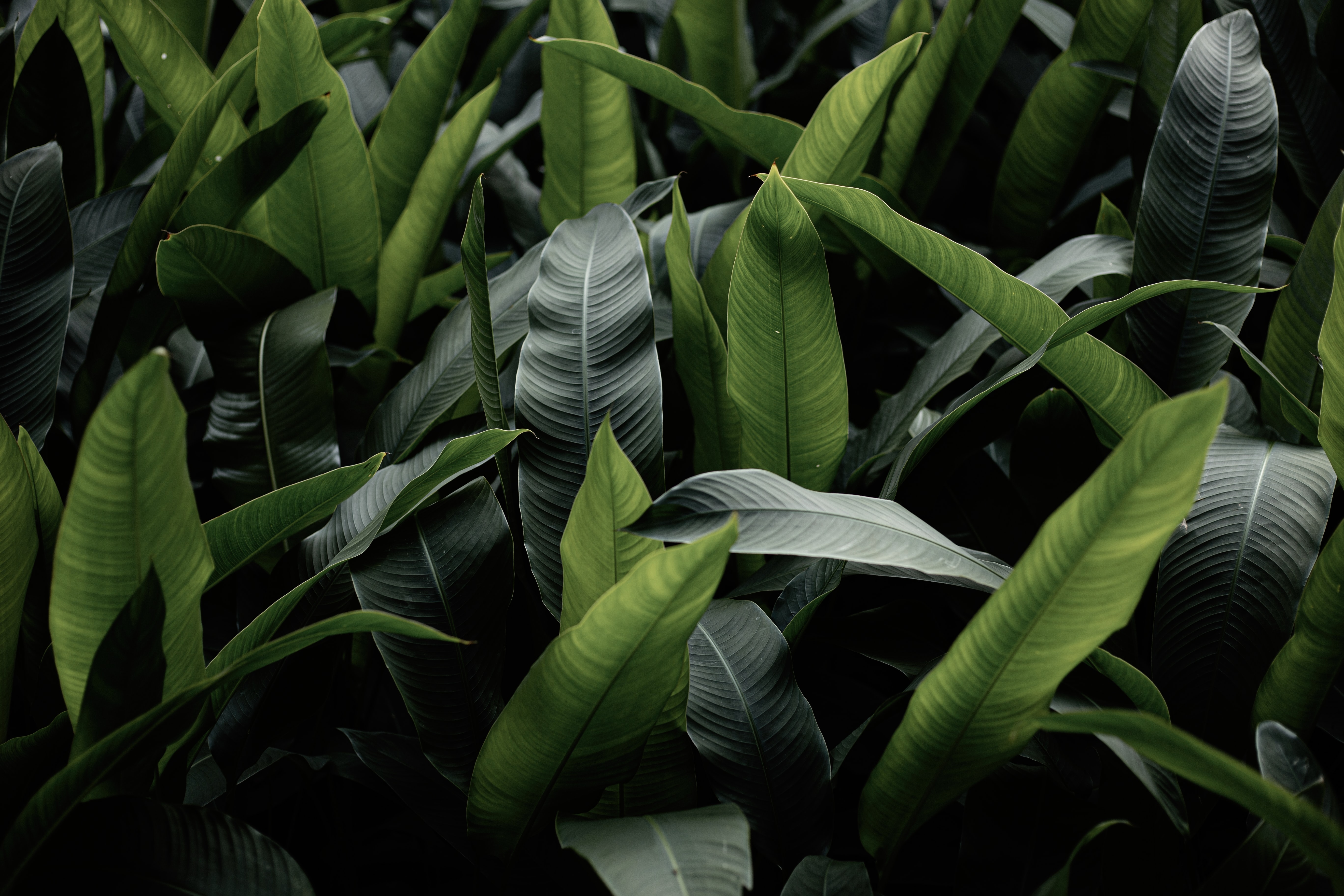 green, leaves, plant, macro 1080p