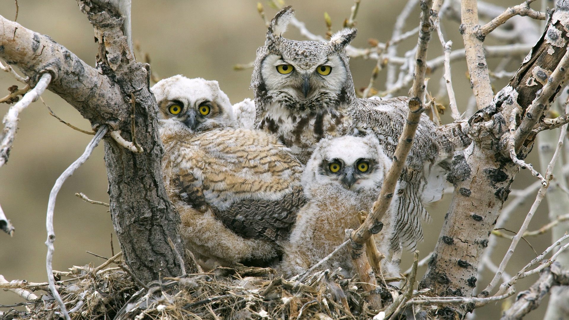 Download mobile wallpaper Branches, Animals, Wood, Tree, Predators, Birds, Owl for free.