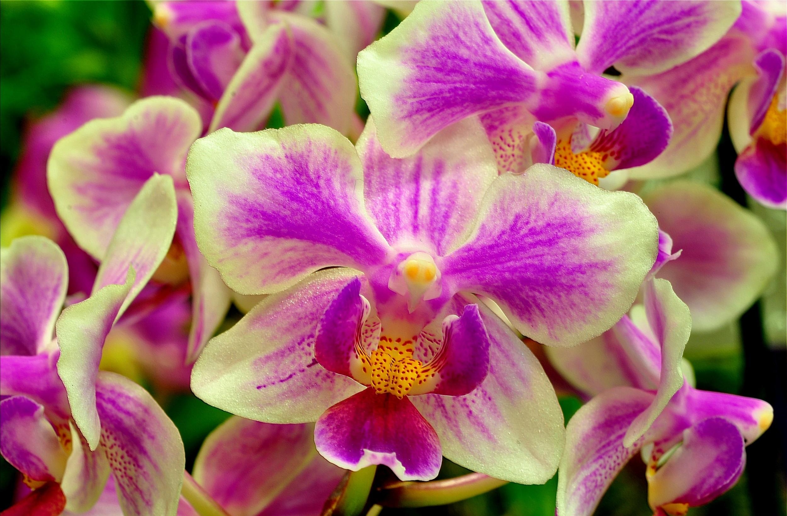56737 télécharger l'image orchidée, fleurs, fleur, fermer, gros plan, bicolore, dichromatique - fonds d'écran et économiseurs d'écran gratuits