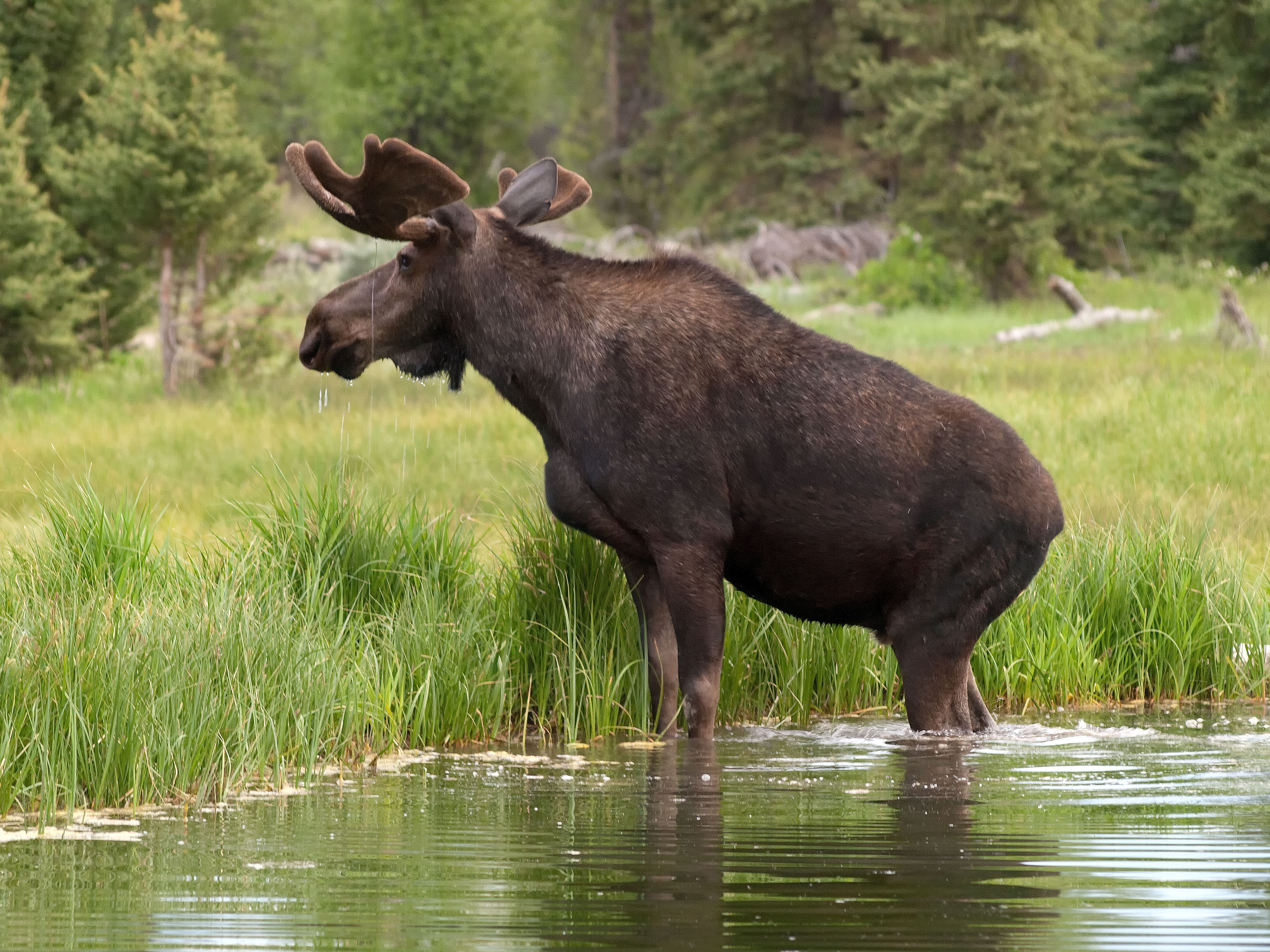 animal, moose, swedish moose