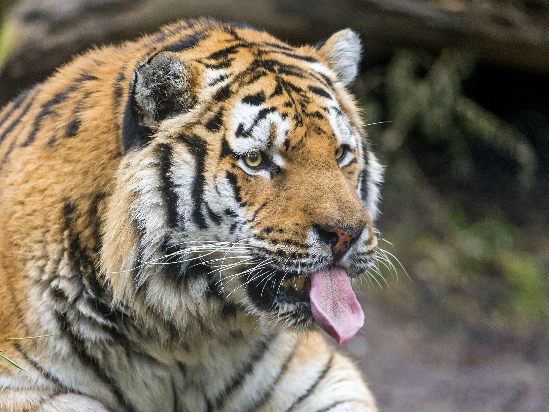 Download mobile wallpaper Tiger, Tongue Stuck Out, Protruding Tongue, Muzzle, Predator, Animals for free.