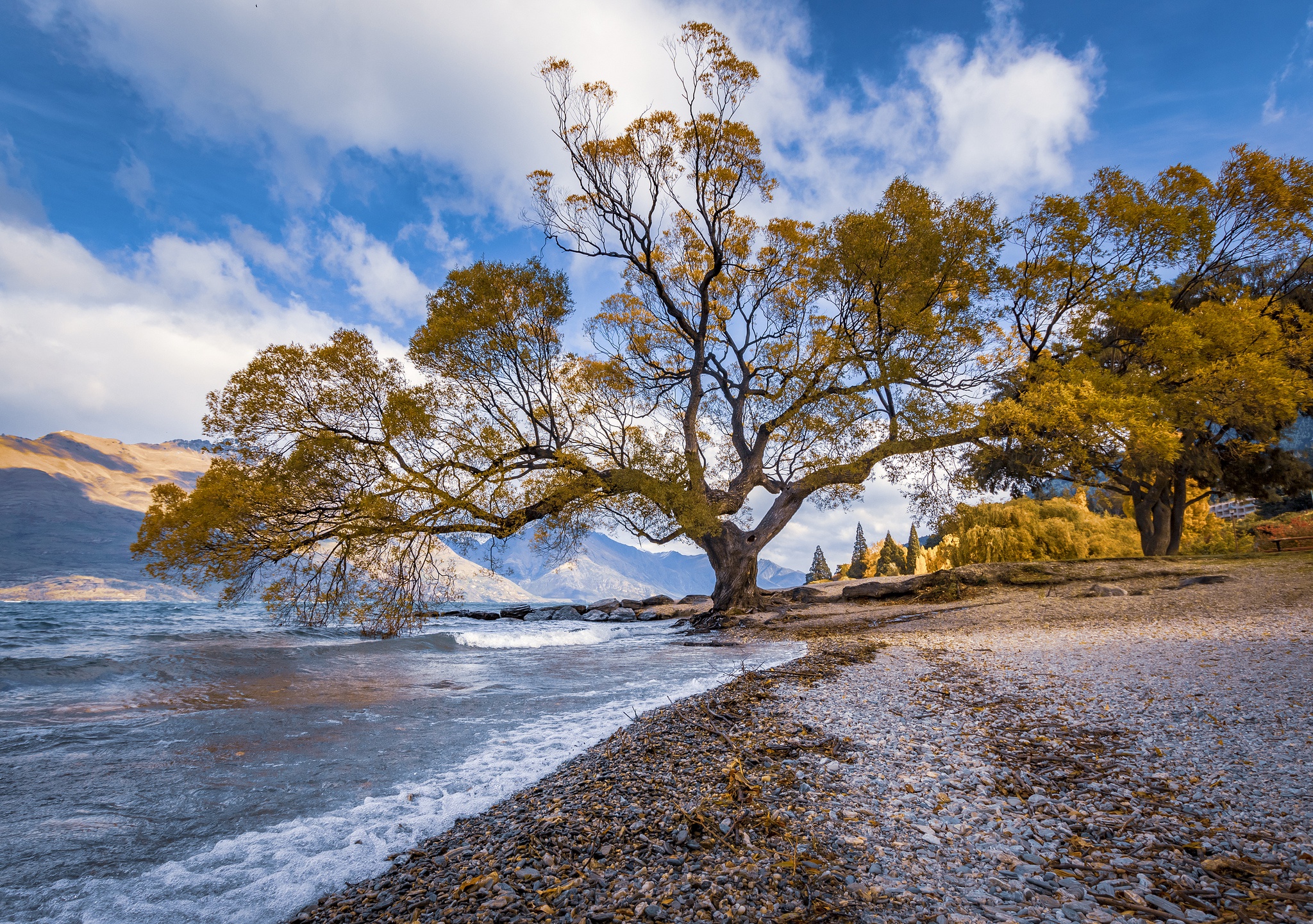 дерево у берега