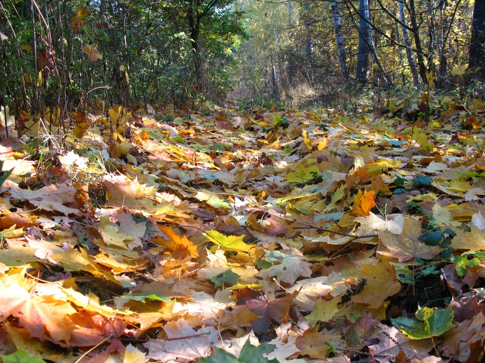 Скачать картинку Пейзаж, Листья, Растения, Осень в телефон бесплатно.