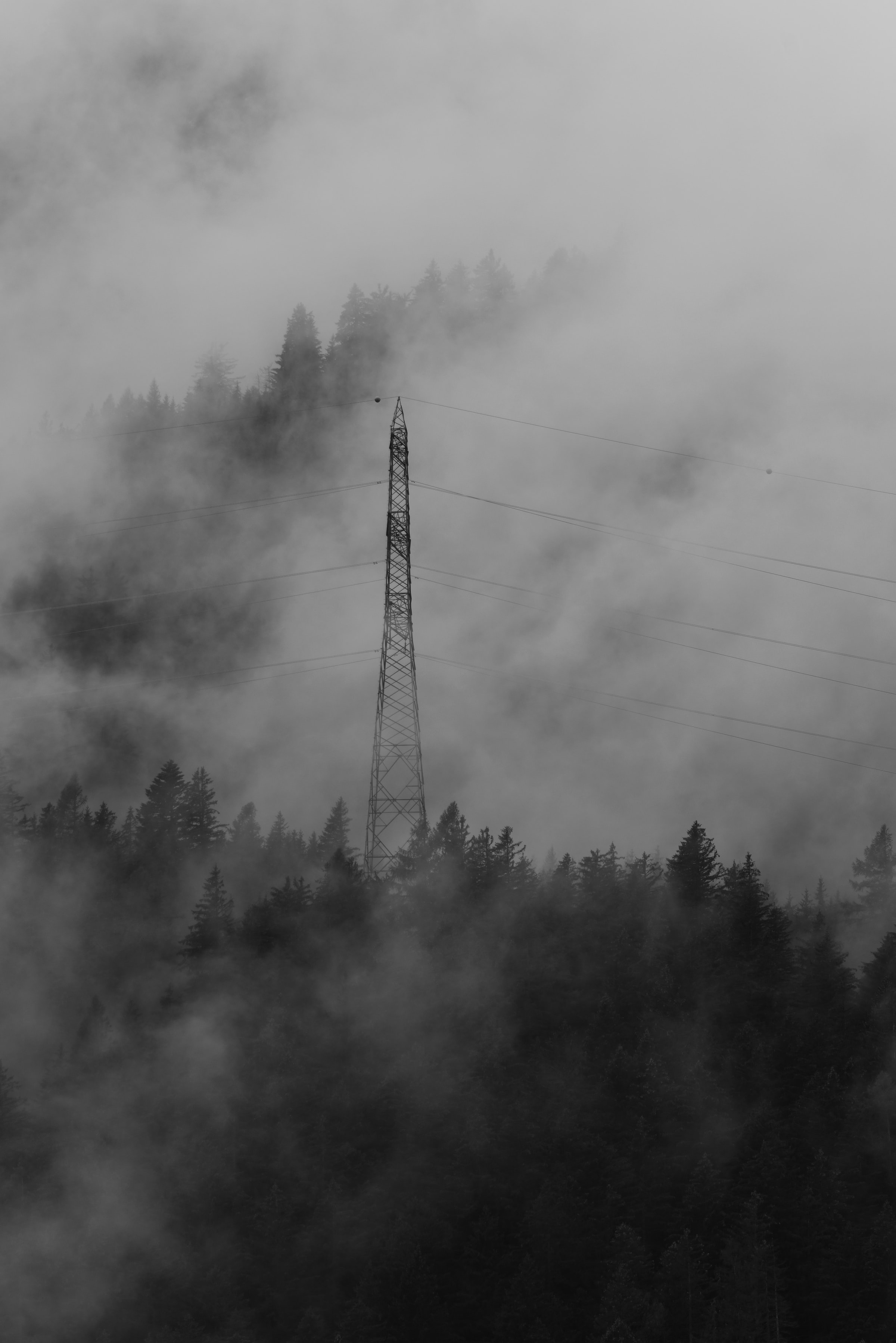 107164 скачать картинку мрак, туман, природа, деревья, лес, провода - обои и заставки бесплатно