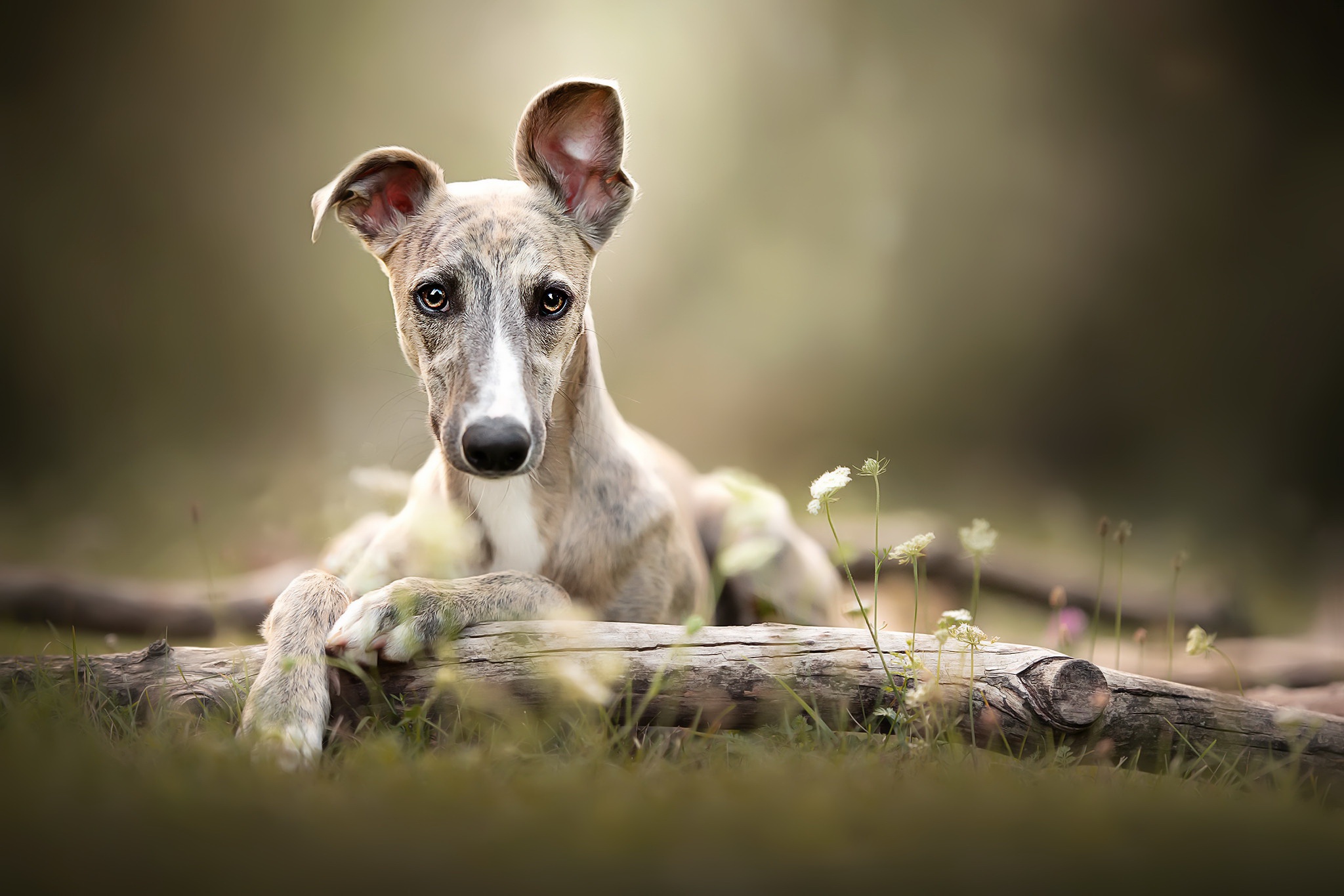 487578 descargar imagen animales, lebrel, perro, perros: fondos de pantalla y protectores de pantalla gratis