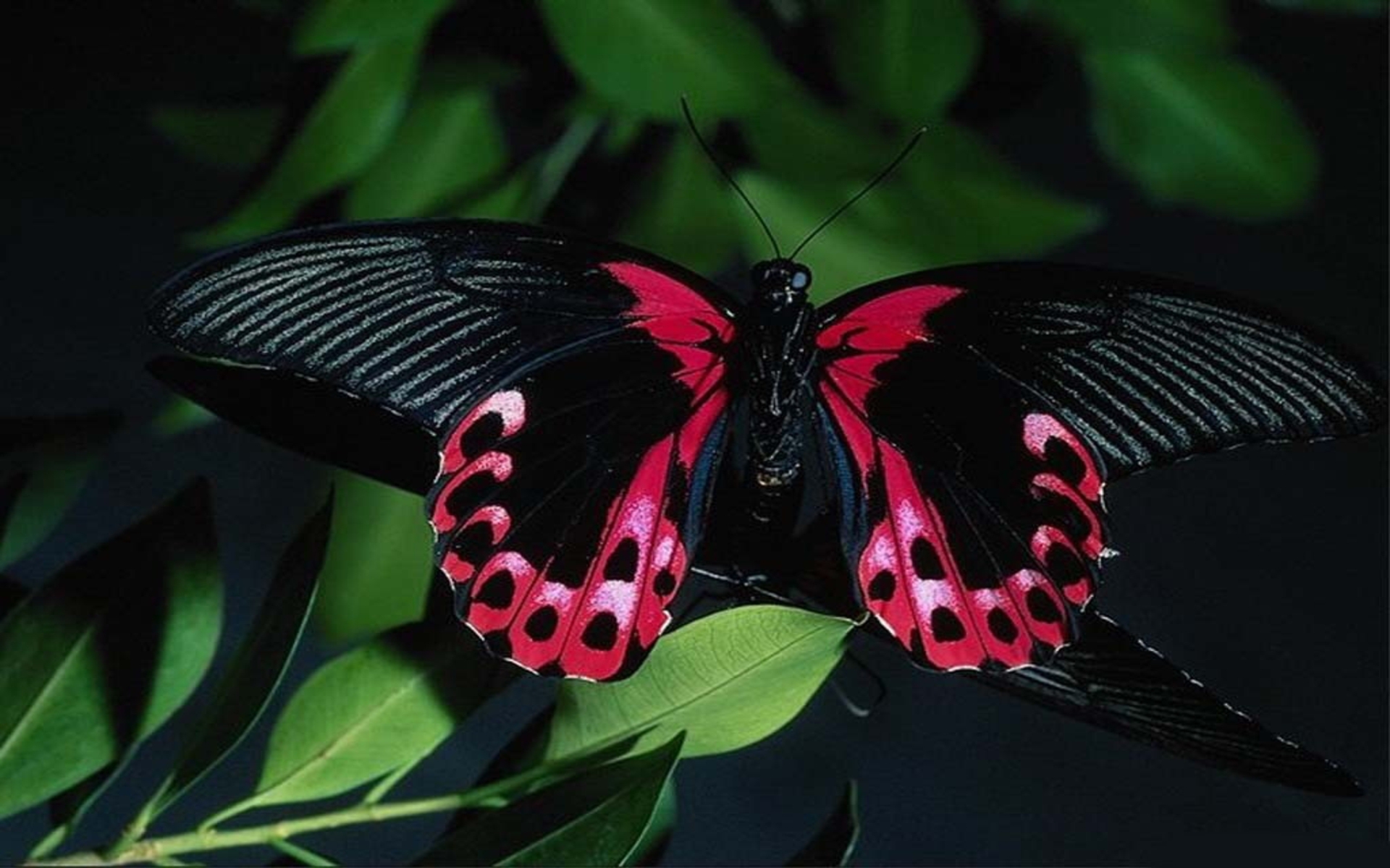 Free HD  Butterfly