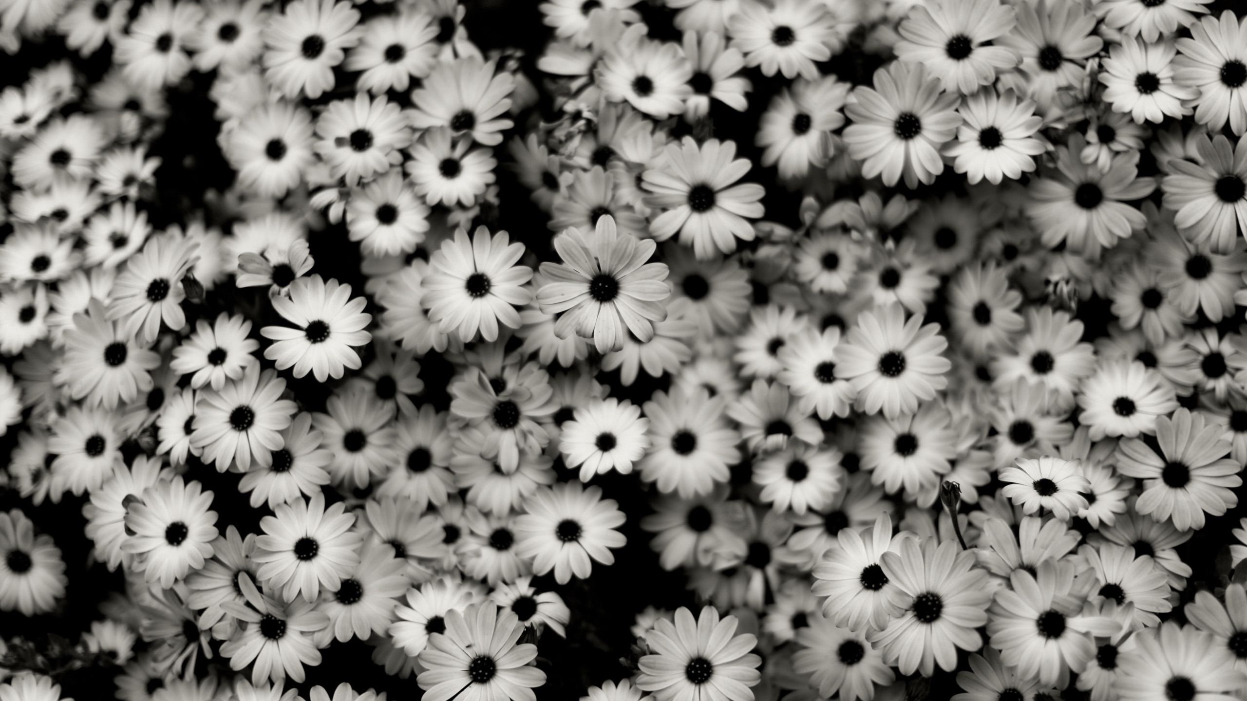 Free download wallpaper Bw, Flowers, Camomile, Chb, Grey on your PC desktop