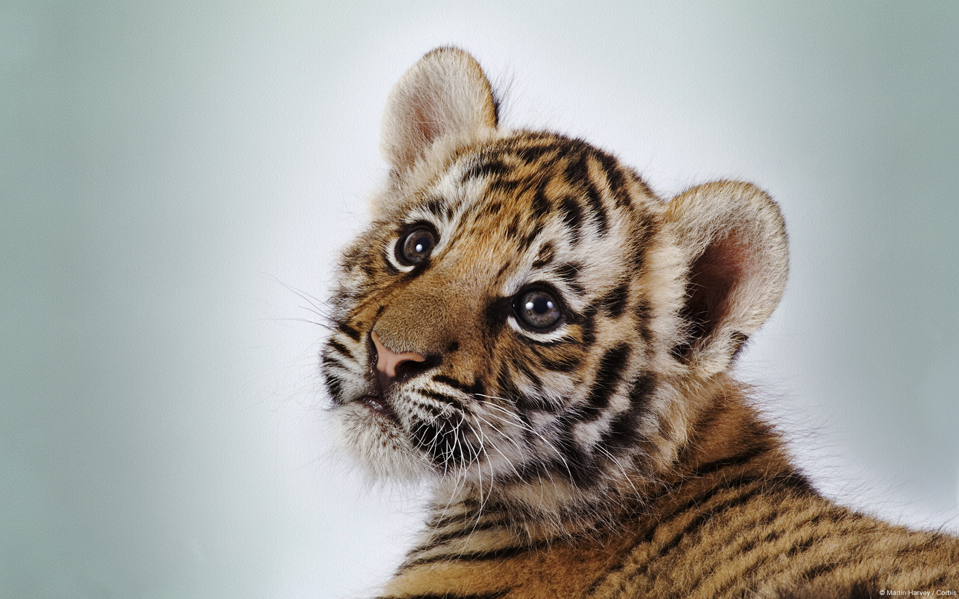 animal, tiger, cub, cute, cats Full HD