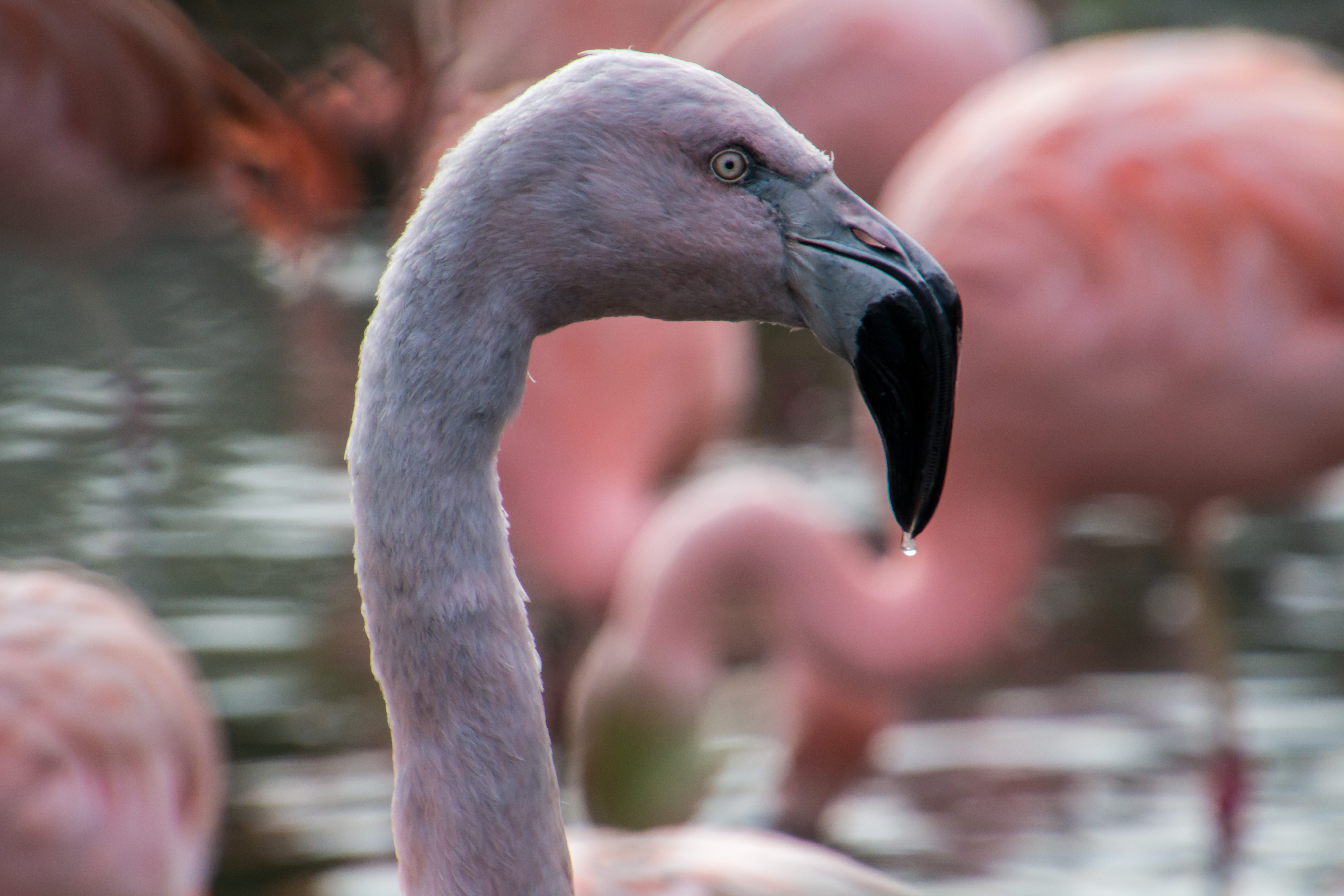 157888 télécharger l'image animaux, flamingo, oiseau, le bec, bec - fonds d'écran et économiseurs d'écran gratuits