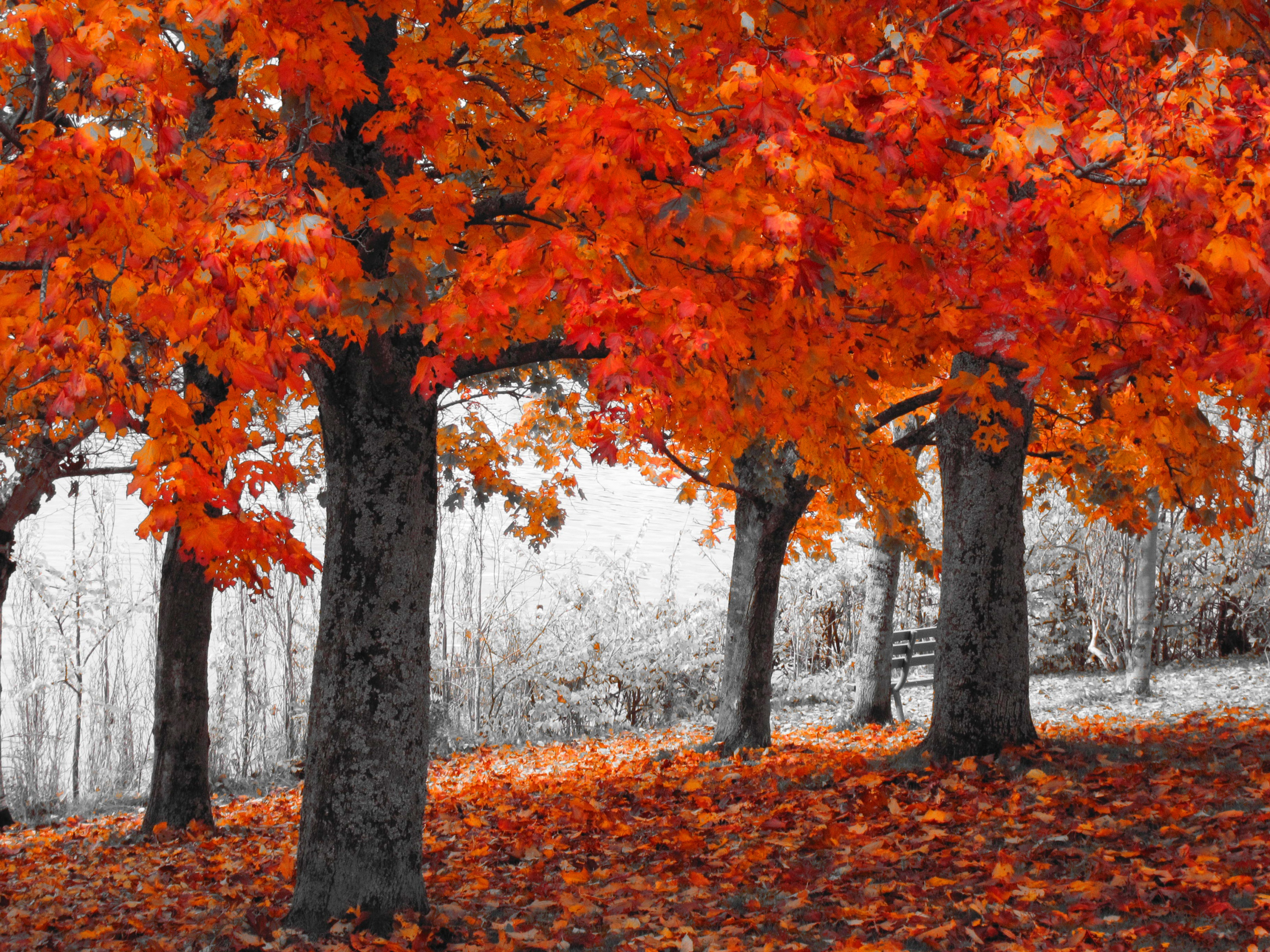 fall, earth, tree, orange (color), selective color, trees HD wallpaper