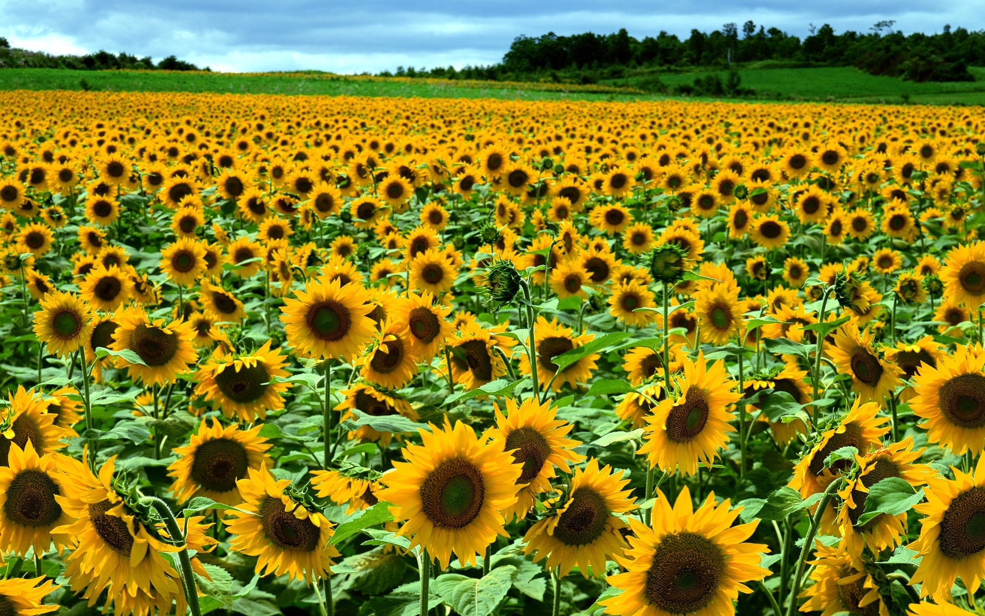 25494 Hintergrundbild herunterladen sonnenblumen, felder, landschaft, blumen - Bildschirmschoner und Bilder kostenlos