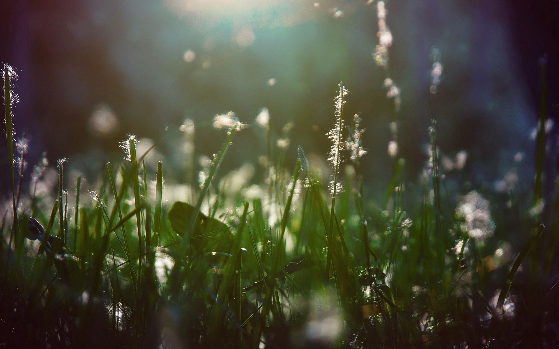 wet, grass, macro, shine, light, shadow, humid