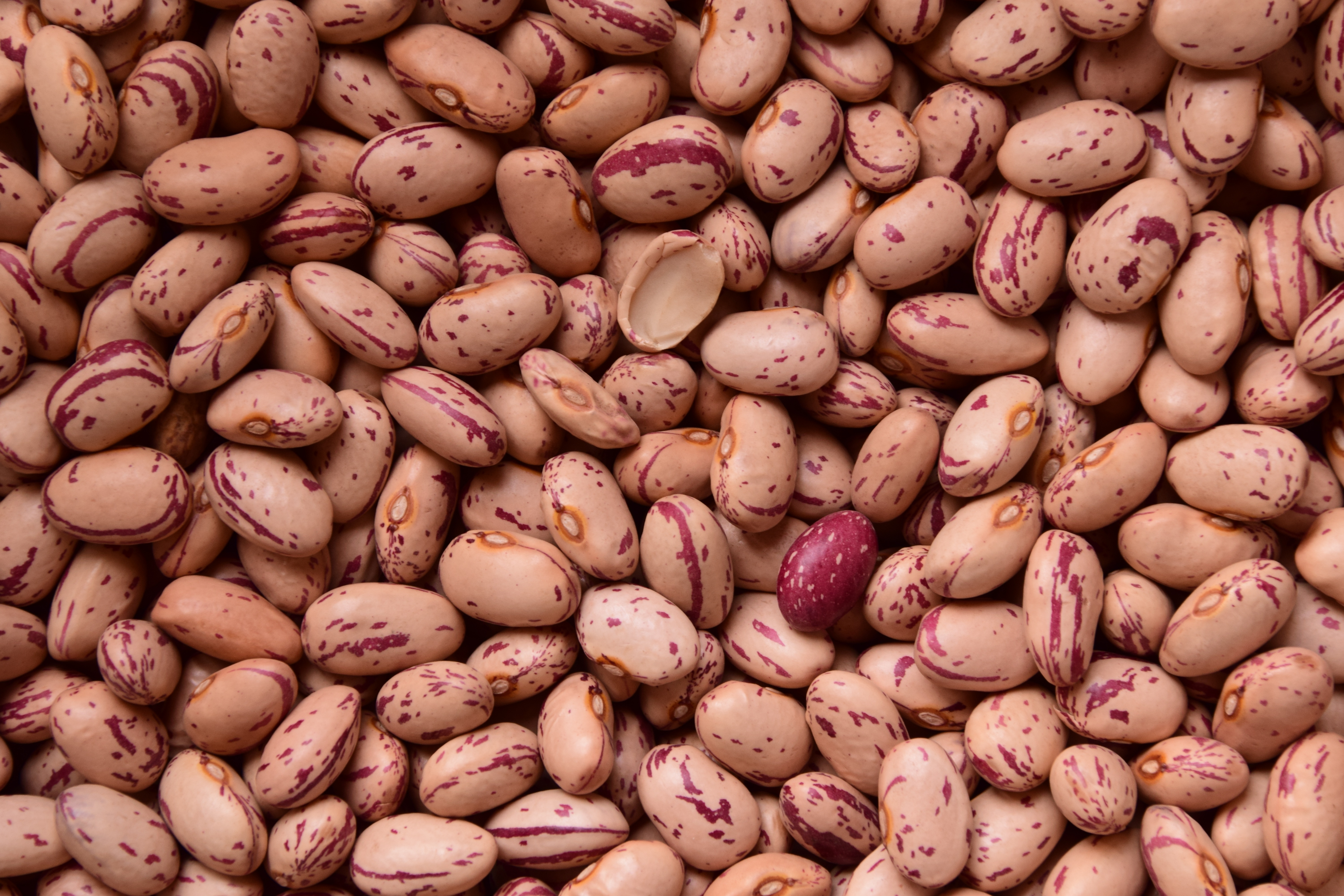 food, seeds, seed, beans, bean
