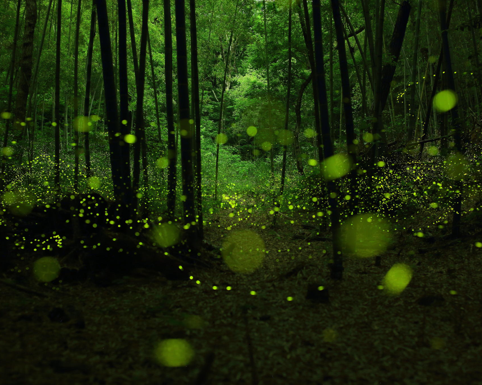 HD night fireflies wallpapers  Peakpx
