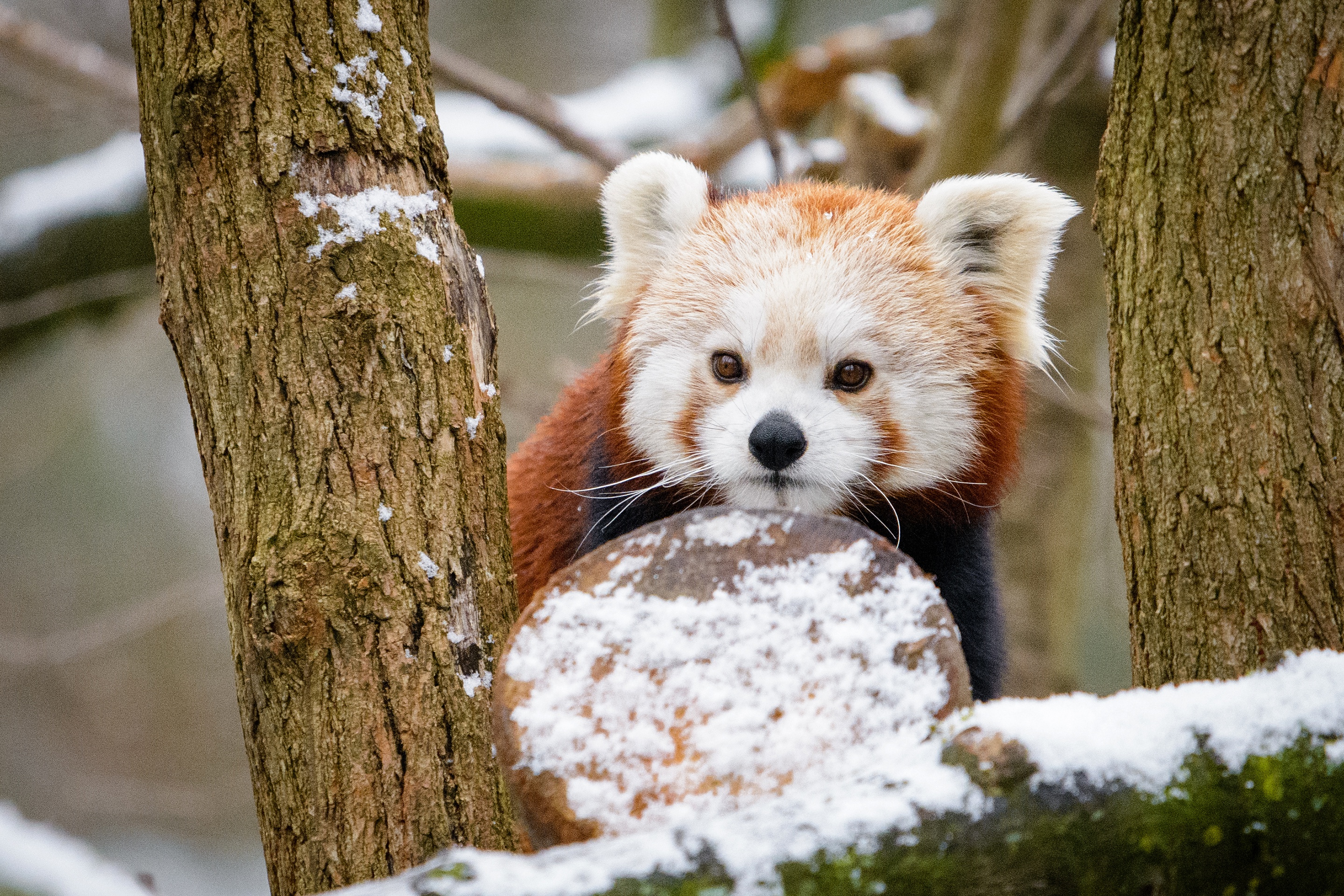 Красная Панда зимой