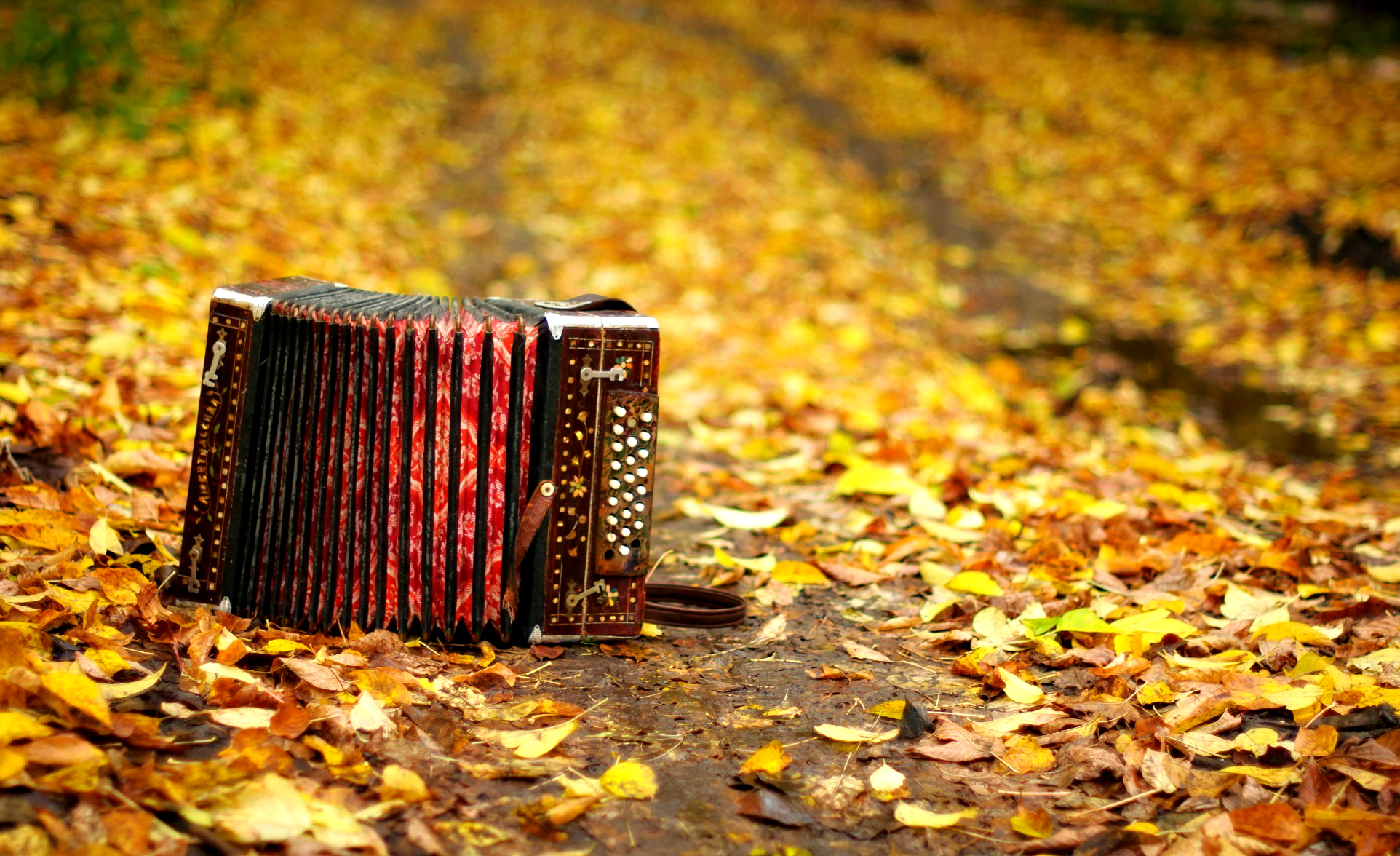 music, accordion, fall, leaf, mood, nature, season mobile wallpaper