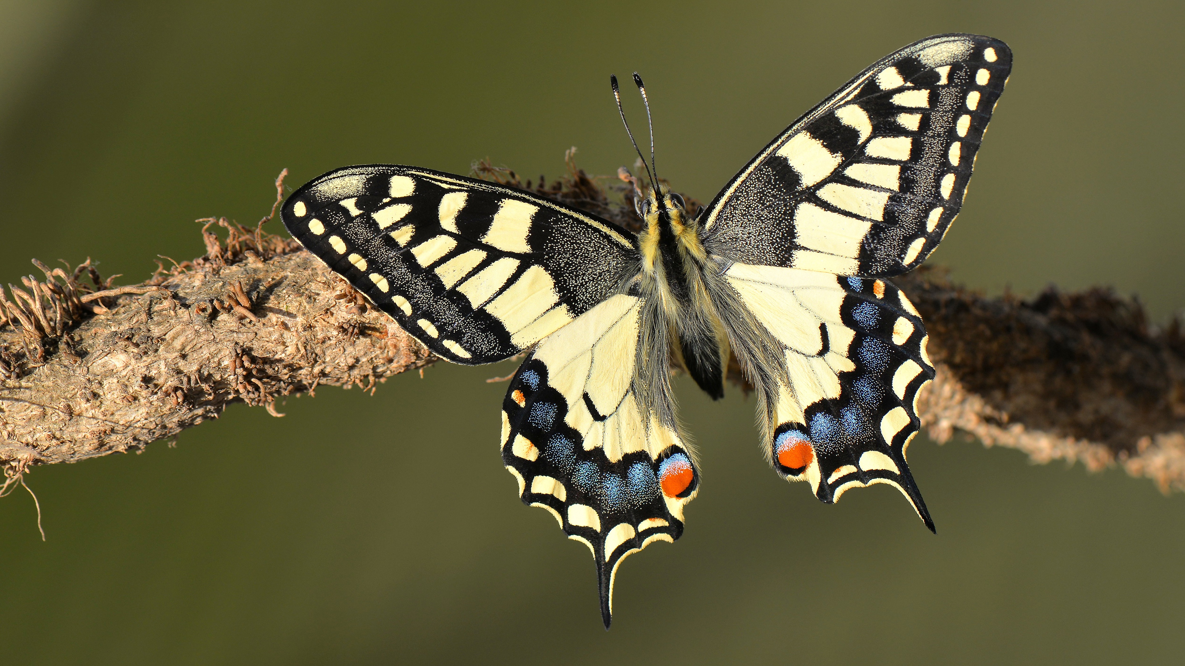 animal, swallowtail butterfly, branch, butterfly, macro, insects
