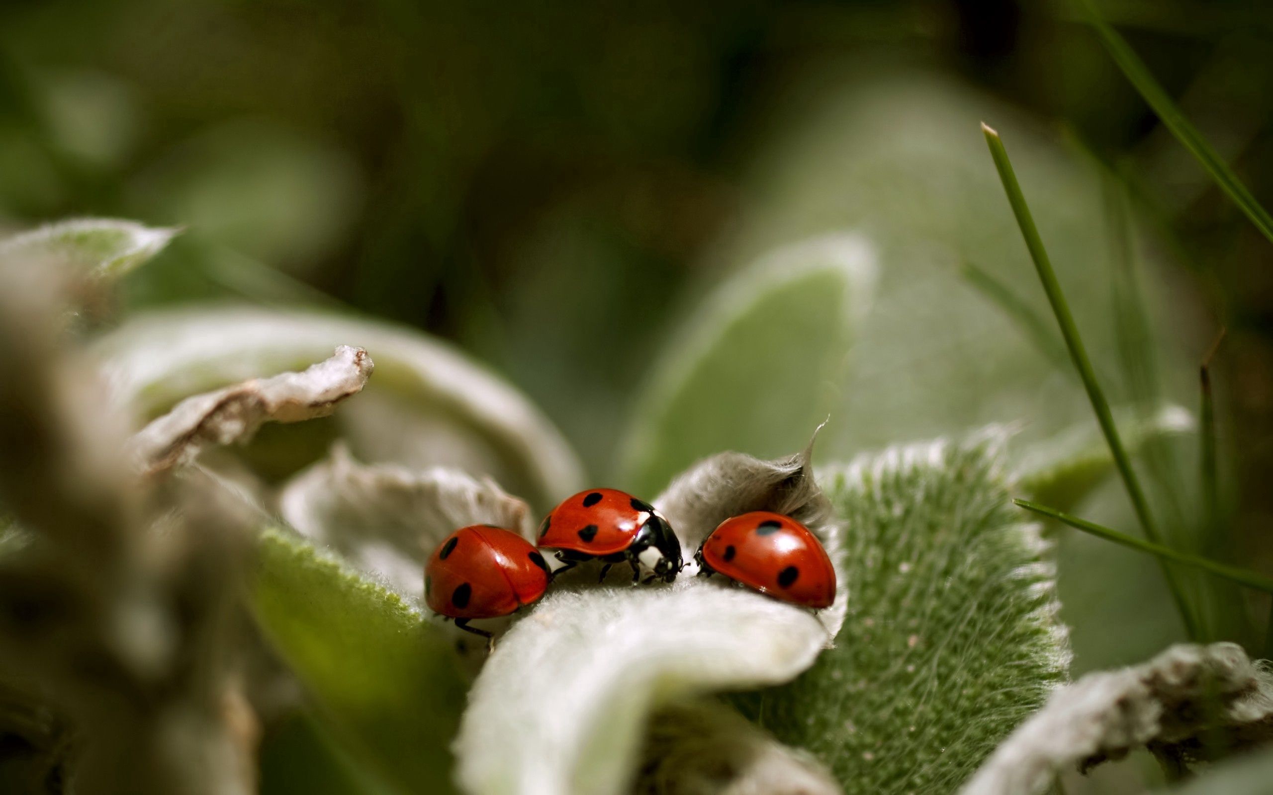 Free Ladybug Background