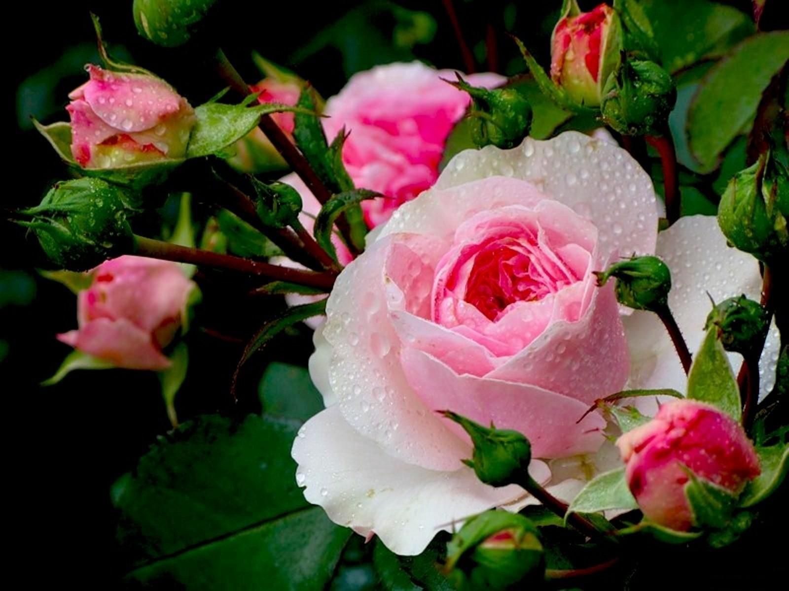 145792 скачать обои розы, свежесть, капли, крупный план, бутоны, цветы - заставки и картинки бесплатно
