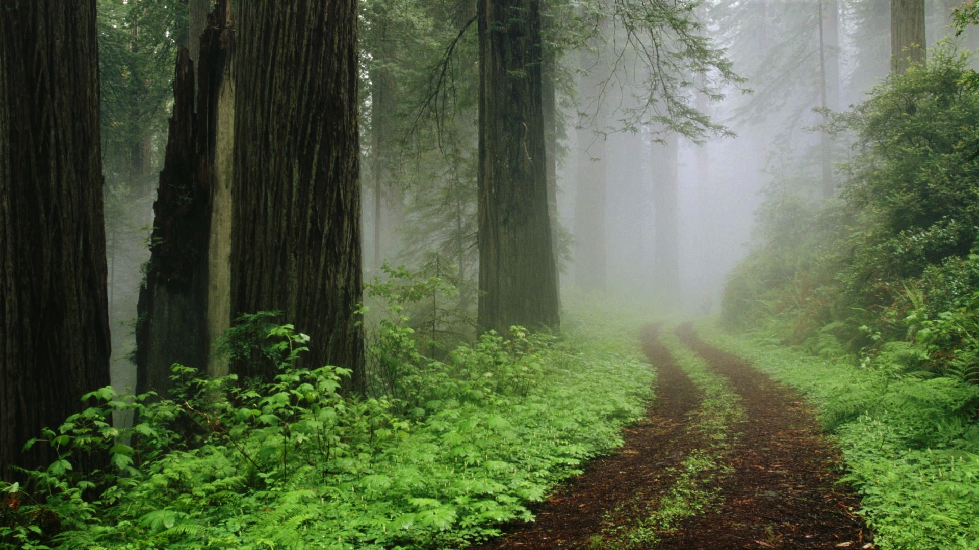 Приветливый лес. Редвуд национальный парк туман. Беловежская пуща туманный лес. Лес после дождя. Лес в тумане.