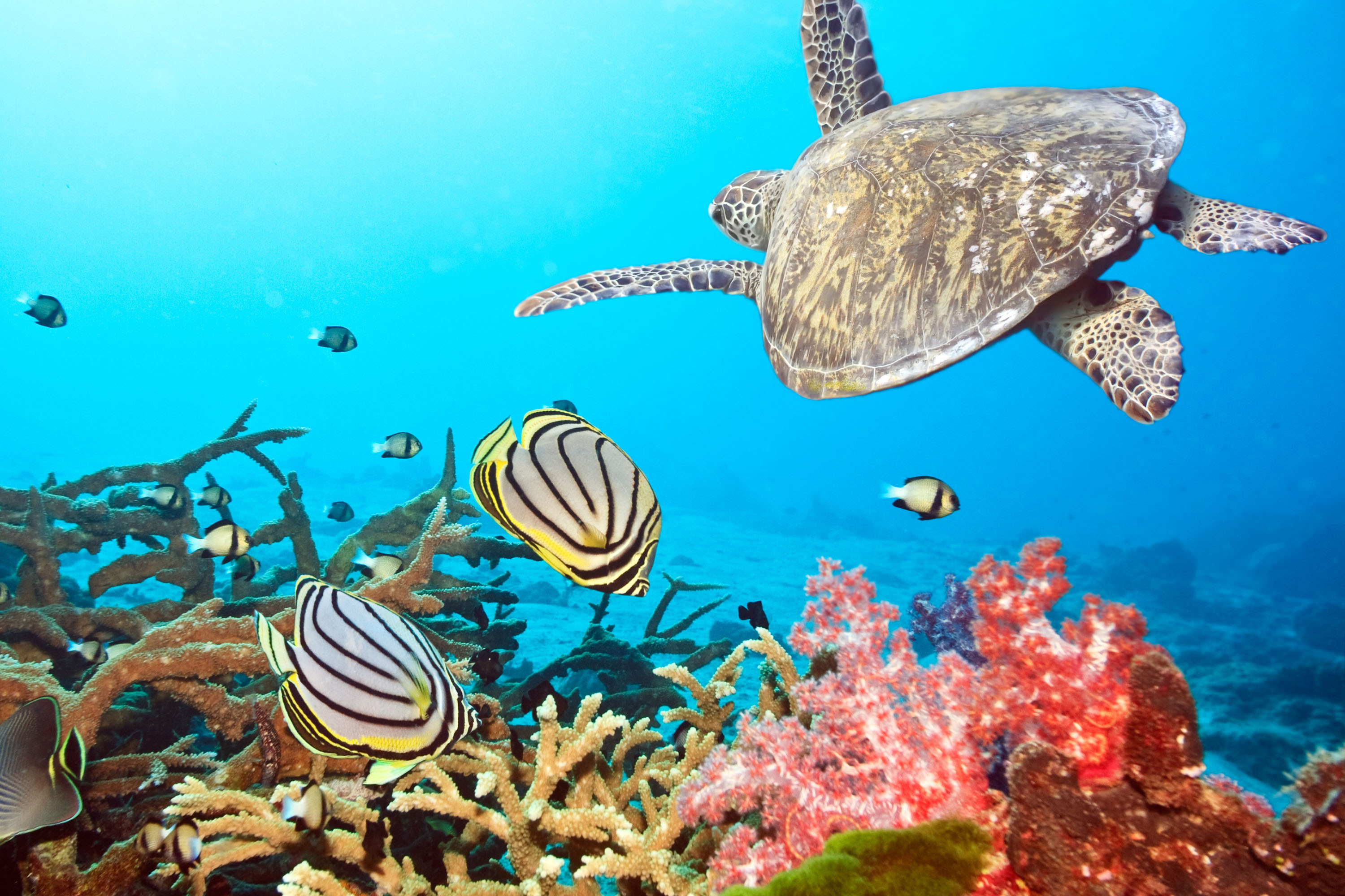 49300 Hintergrundbild herunterladen landschaft, turtles, sea, fische, türkis - Bildschirmschoner und Bilder kostenlos