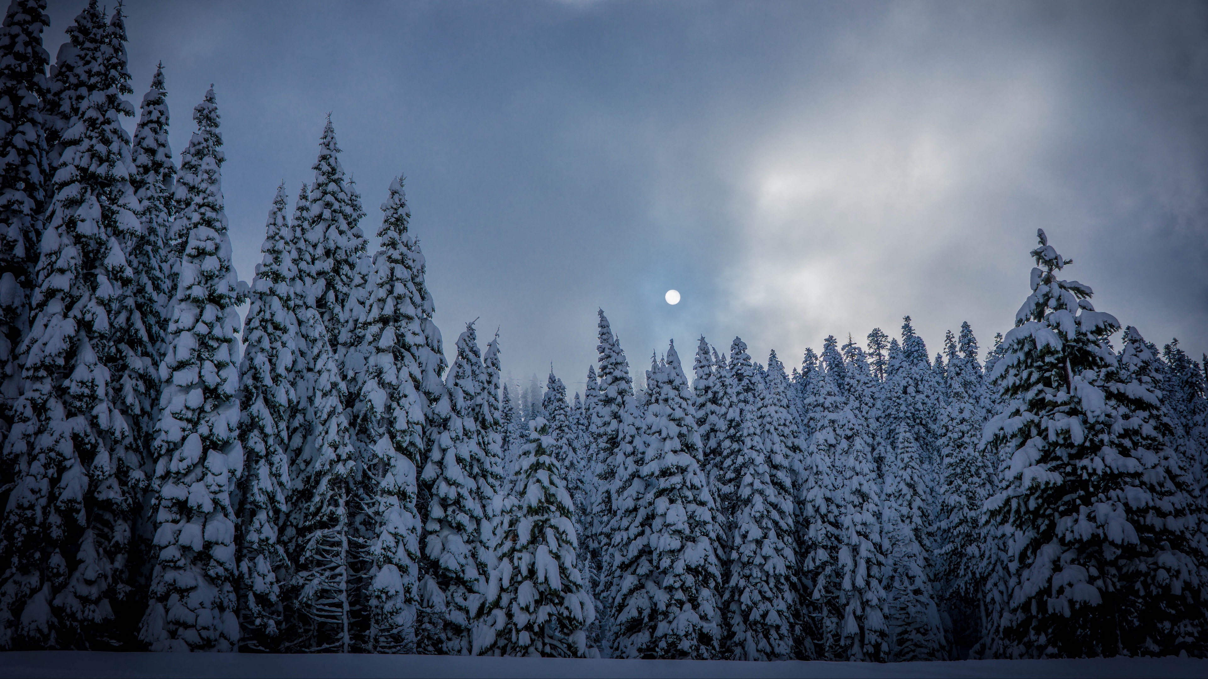 earth, winter, dusk, fir, forest, moon, pine, snow, tree, twilight High Definition image