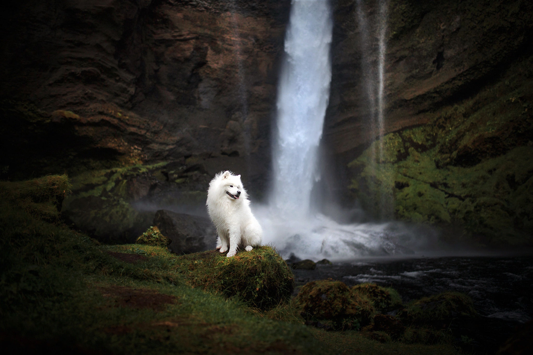 Download PC Wallpaper animal, samoyed, dog, waterfall, dogs