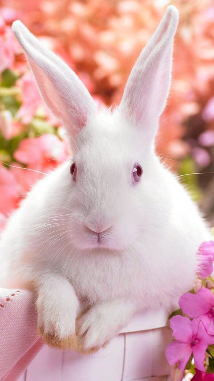1228399 Bildschirmschoner und Hintergrundbilder Kaninchen auf Ihrem Telefon. Laden Sie  Bilder kostenlos herunter