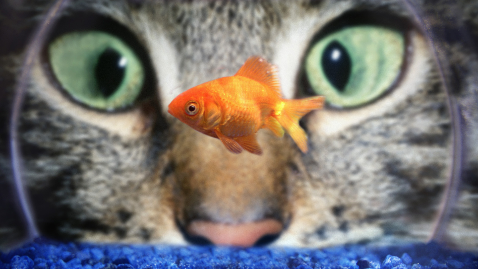 animal, goldfish, aquarium, cat, eye, fish, green, macro