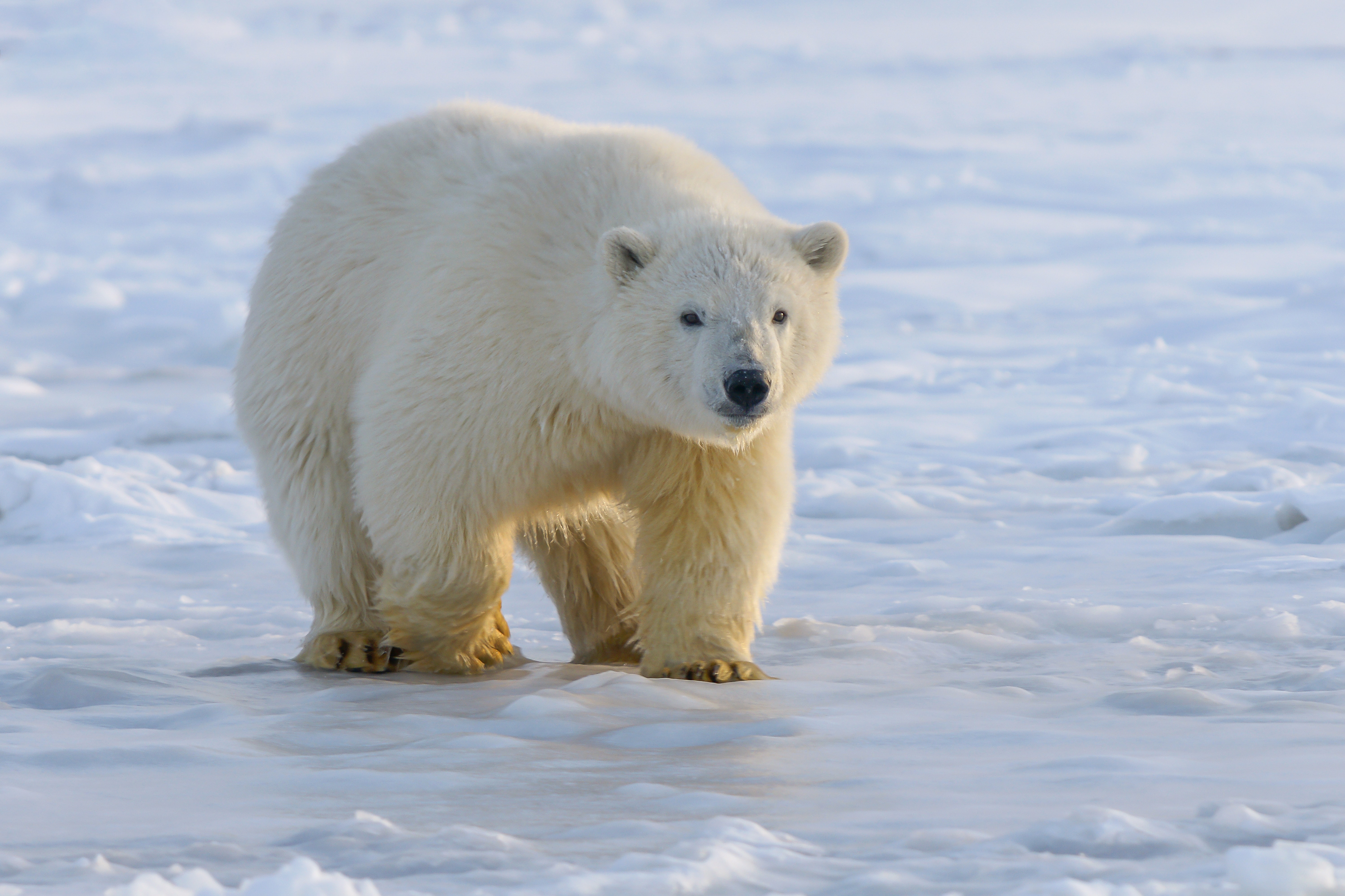polar bear, animals, ice, bear, predator 1080p