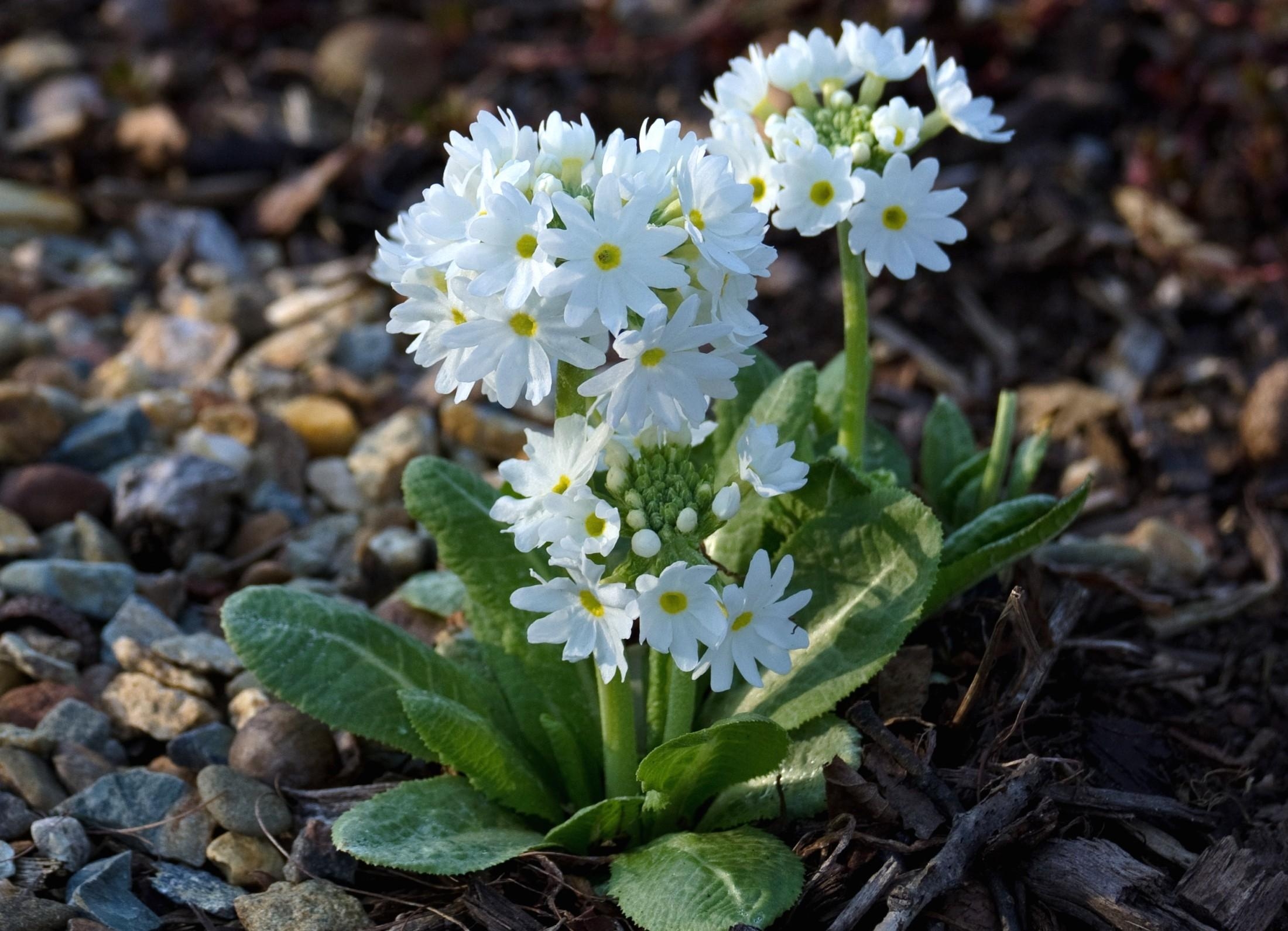 android flower, close up, flowers, snow white, primrose, ground, priming